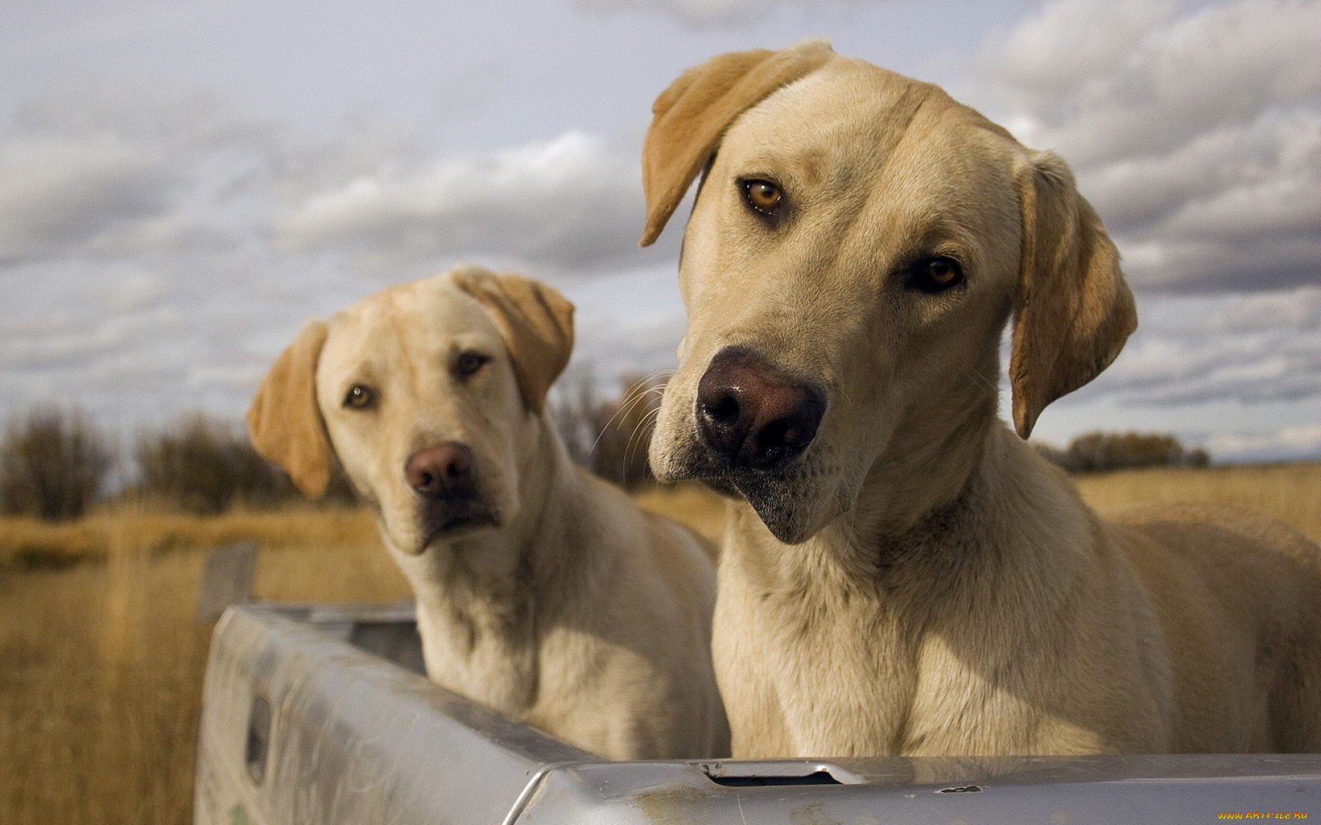 животные, собаки
