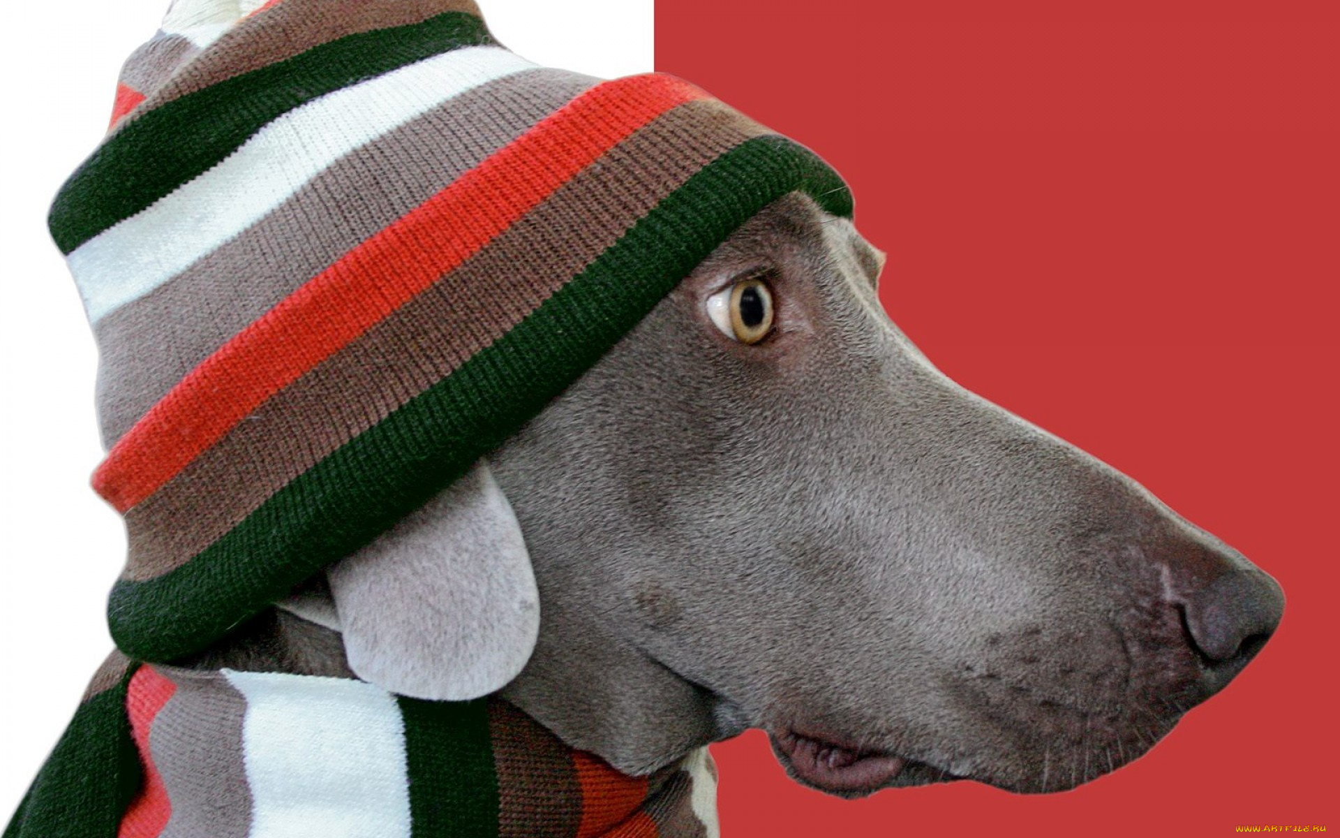 животные, собаки