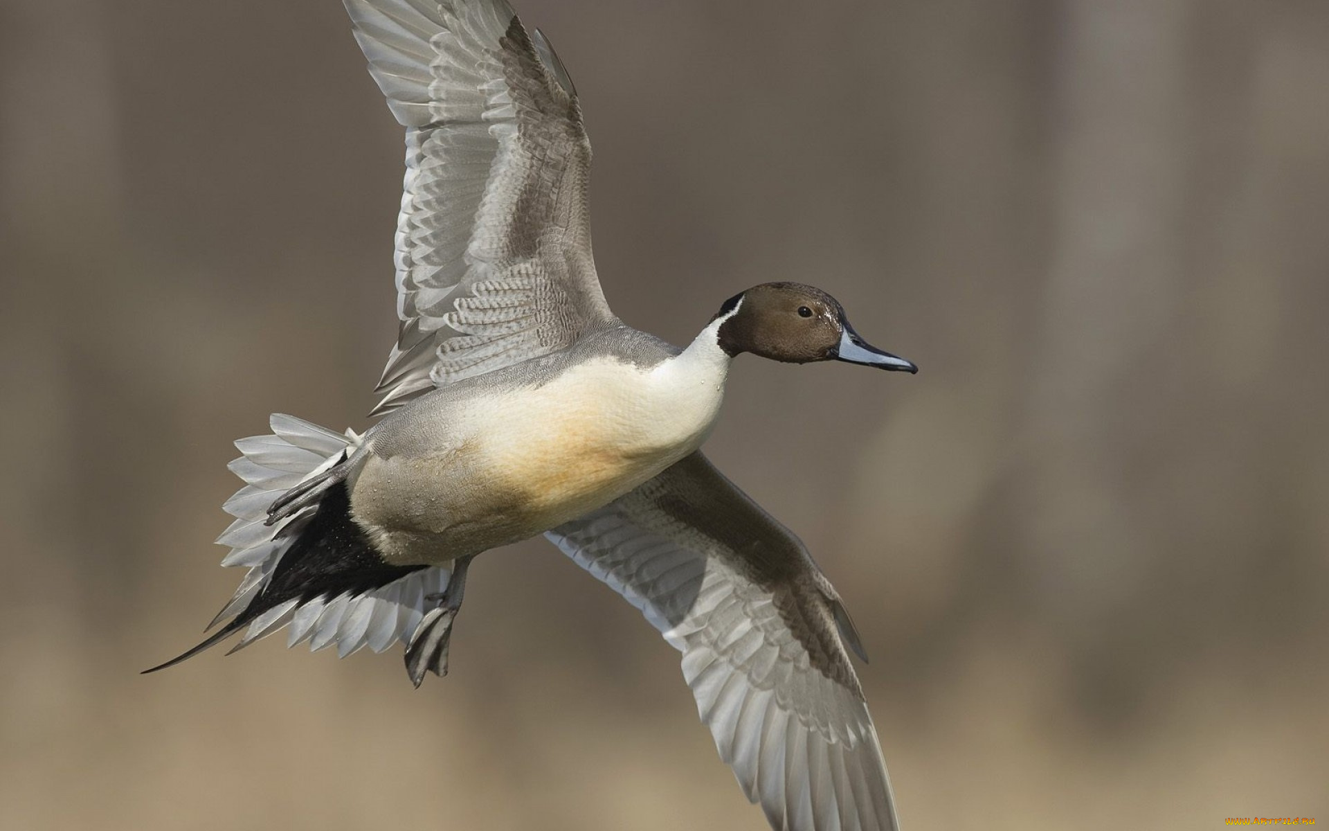 животные, утки