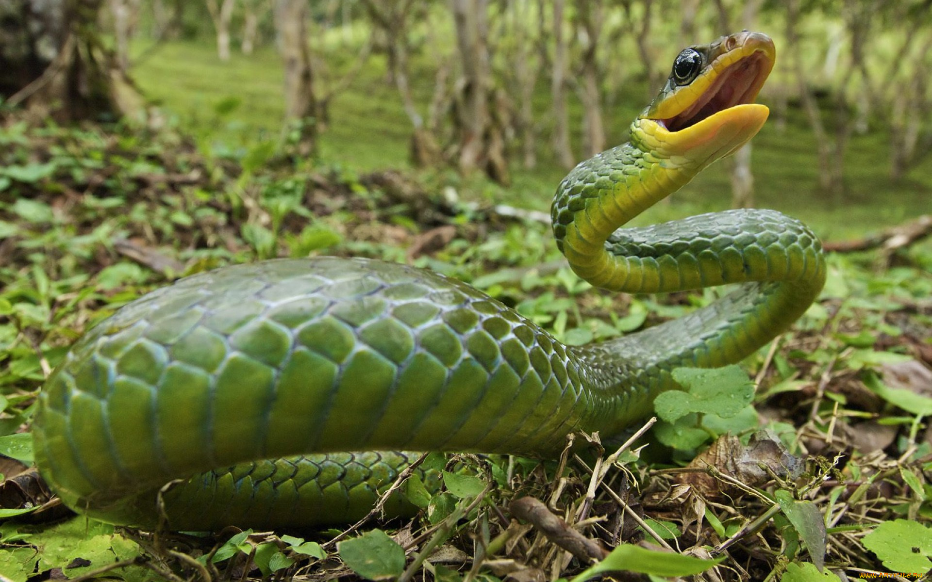 животные, змеи, питоны, кобры