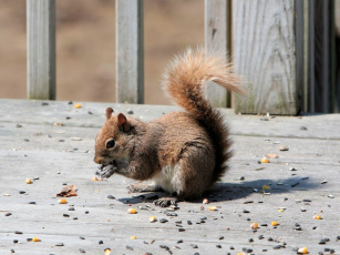 обоя животные, белки