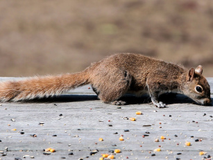 Картинка животные белки