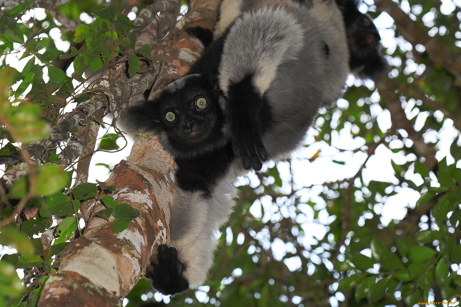лемур, индри, животные, лемуры, пушистый, пепельно-черный