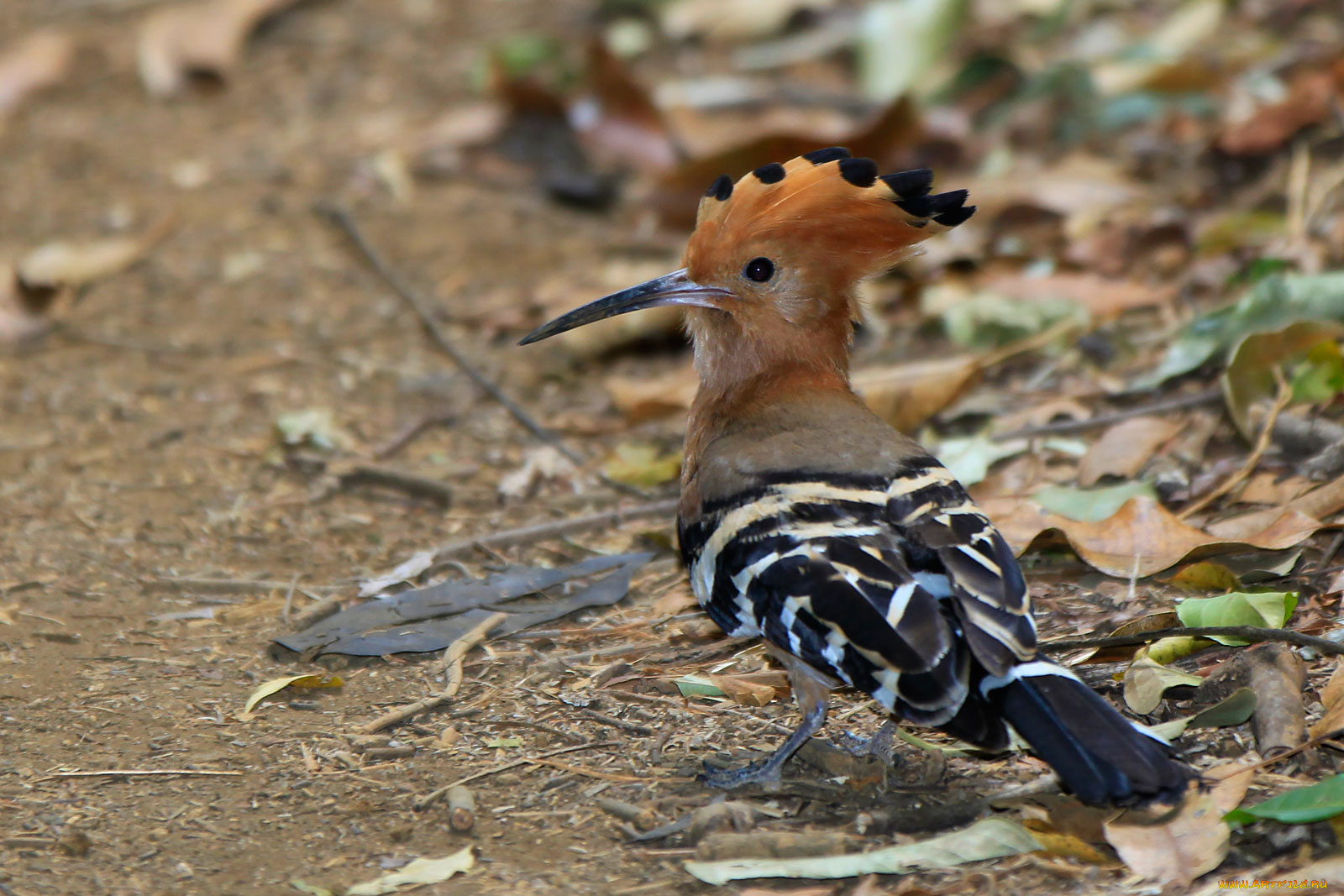 мадагаскарский, удод, животные, удоды, хохолок, красивое, оперение