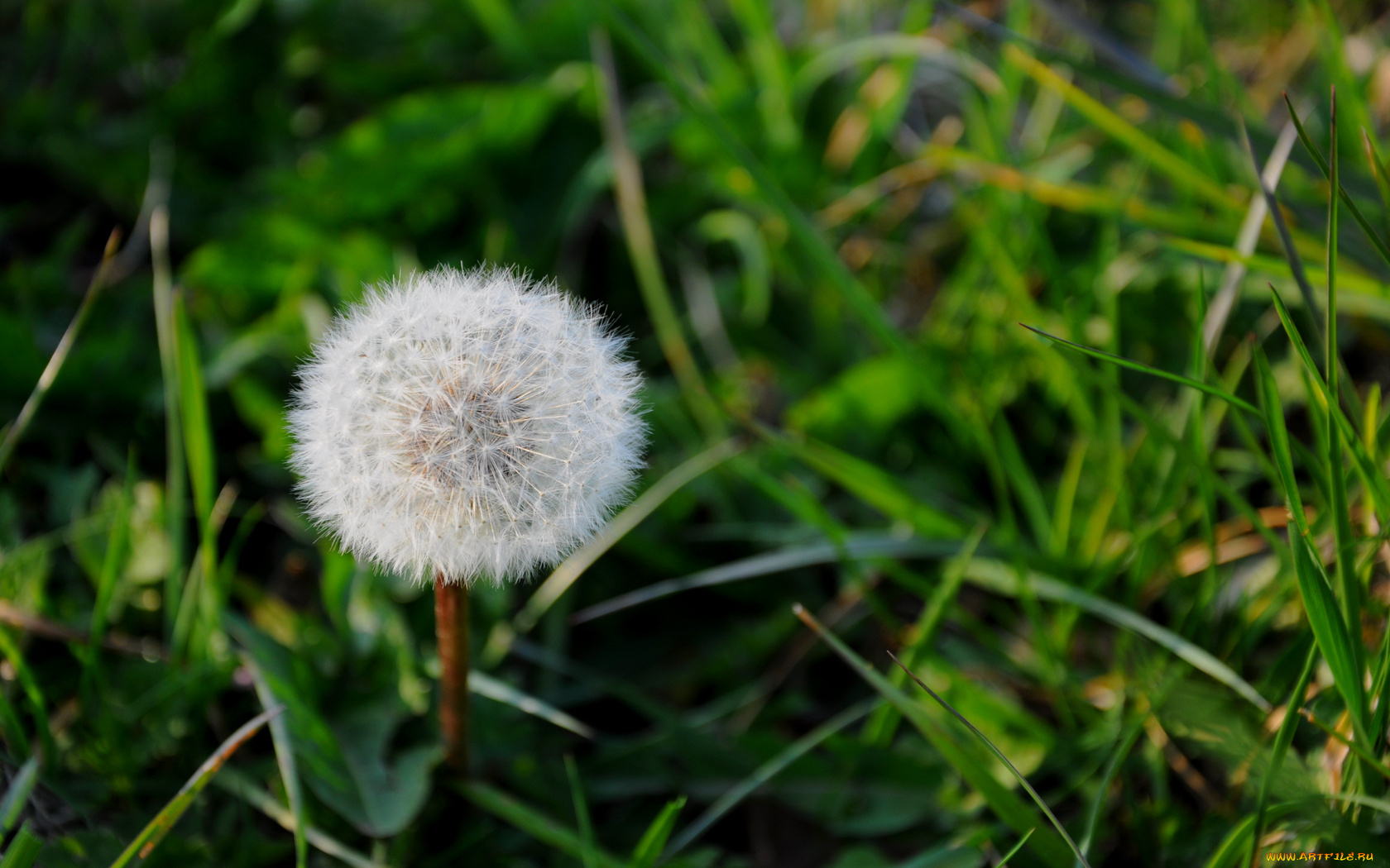 цветы, одуванчики, трава