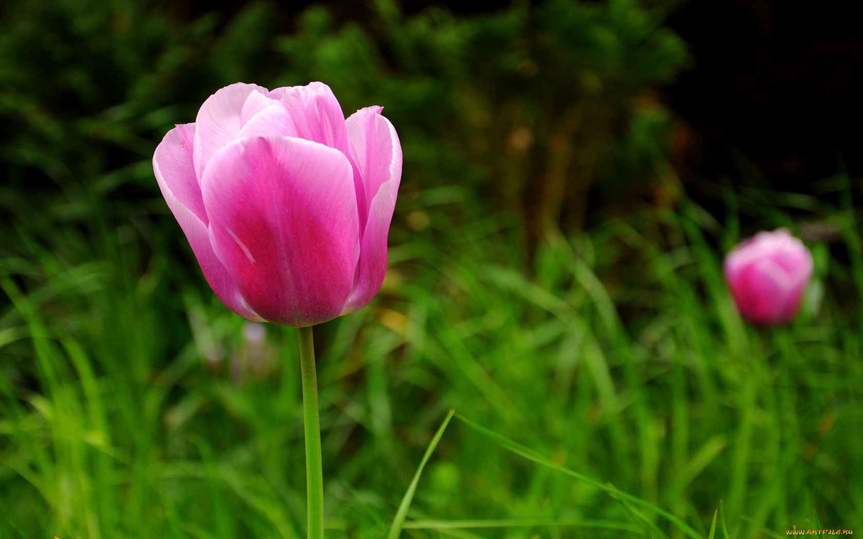 цветы, тюльпаны, трава
