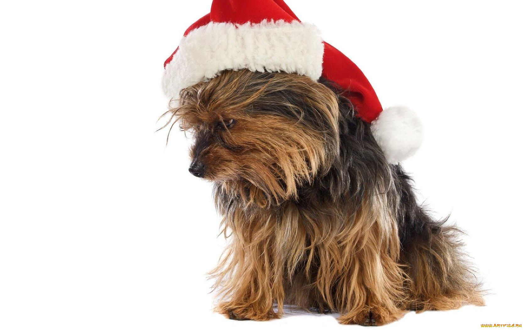 животные, собаки, шапка, пёсик