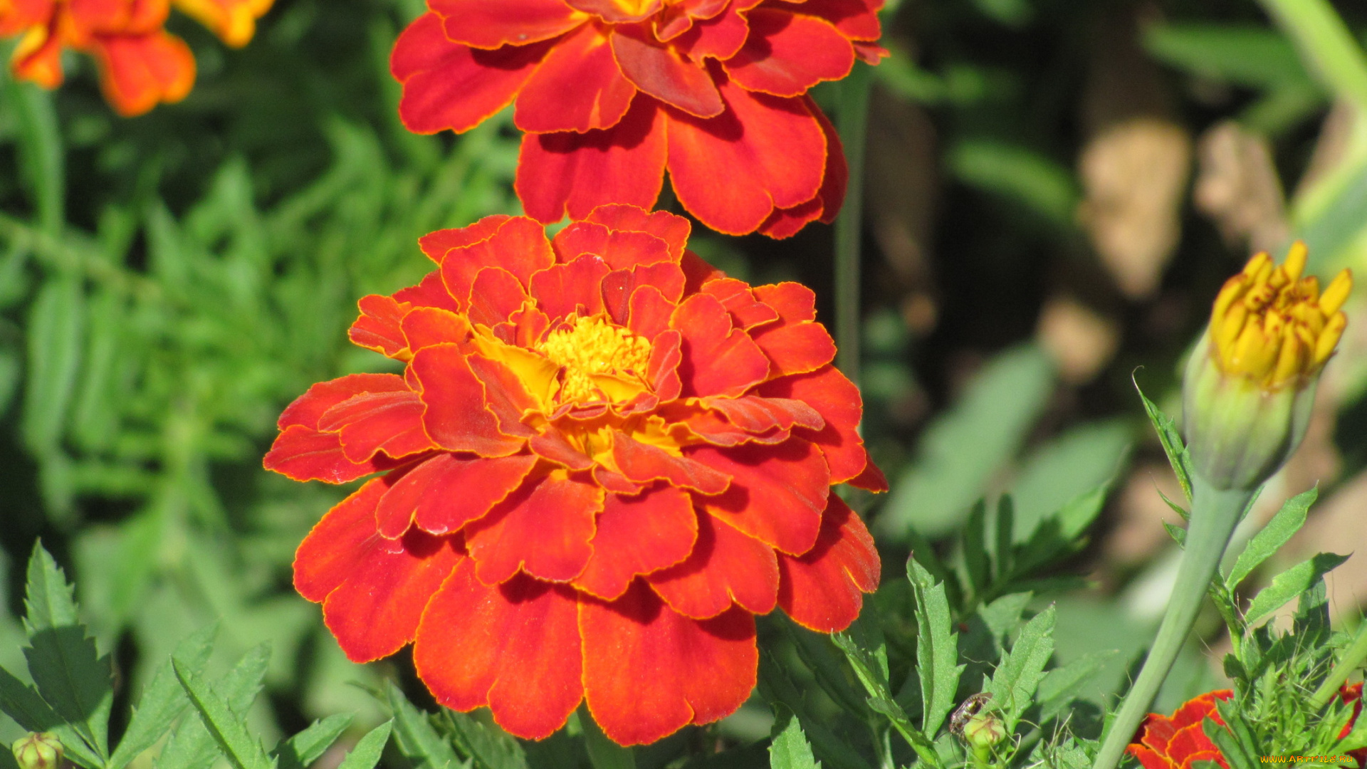 бархатцы, цветы, яркие