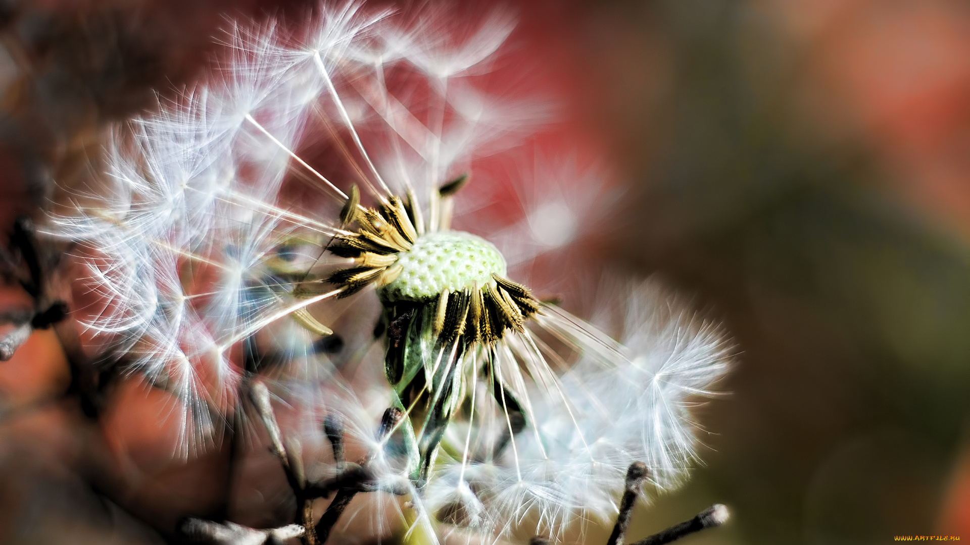 цветы, одуванчики, пушинки, пух, растение, макро, фото