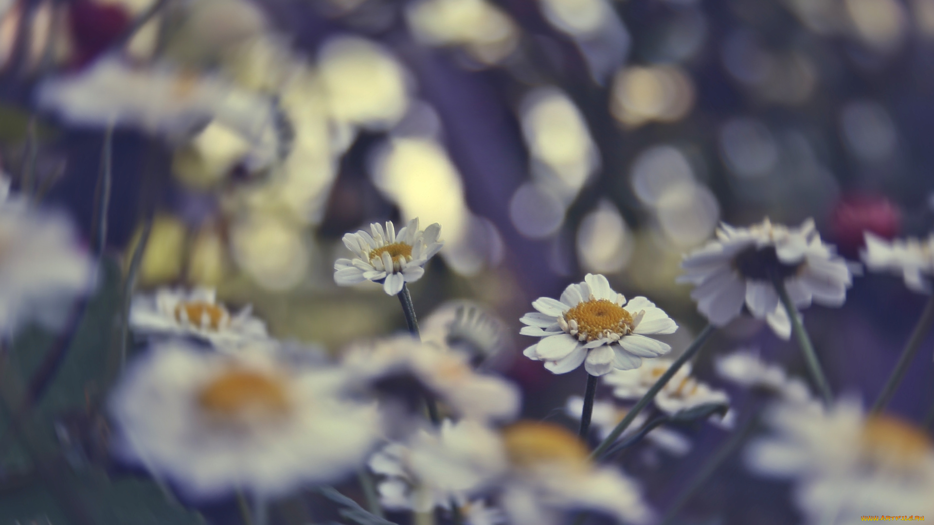 цветы, ромашки, цветное, лето