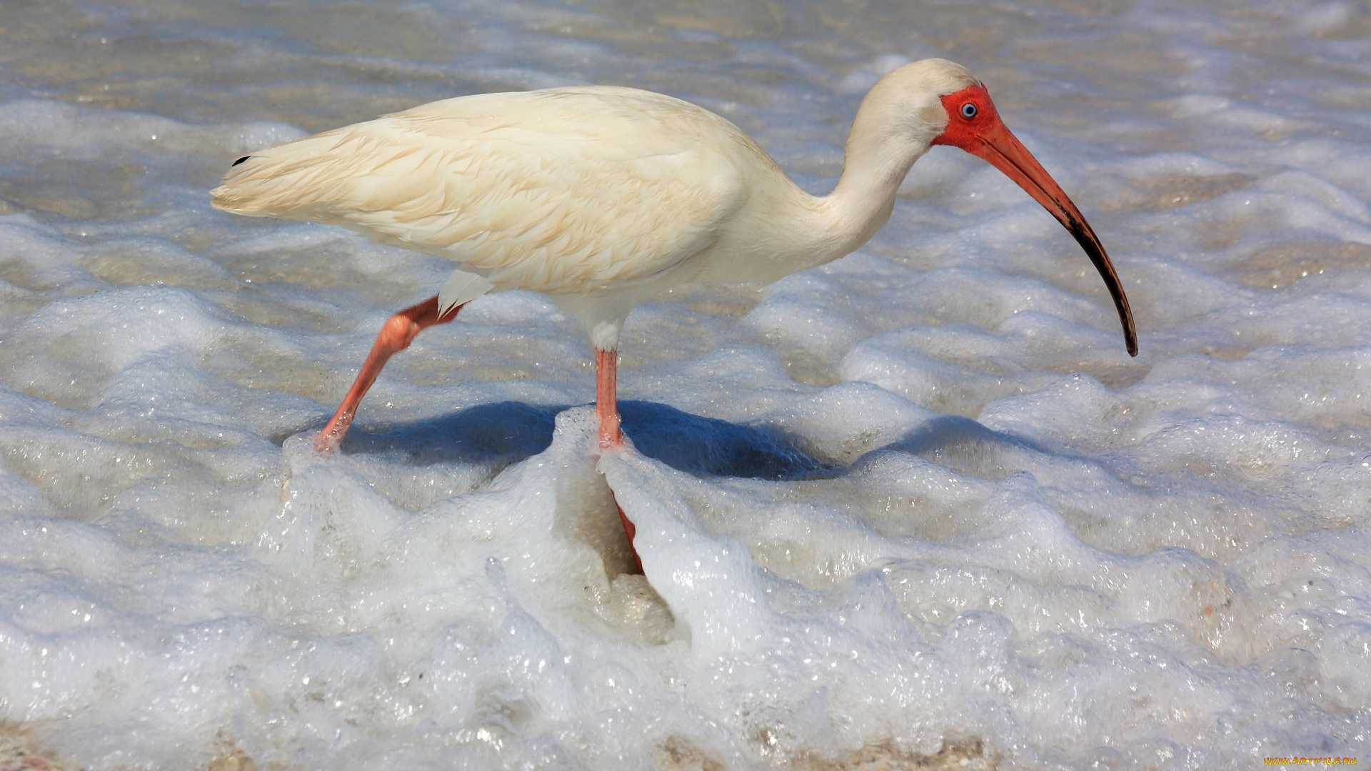ибис, животные, ибисы, колпицы, вода, прибой, белый, клюв