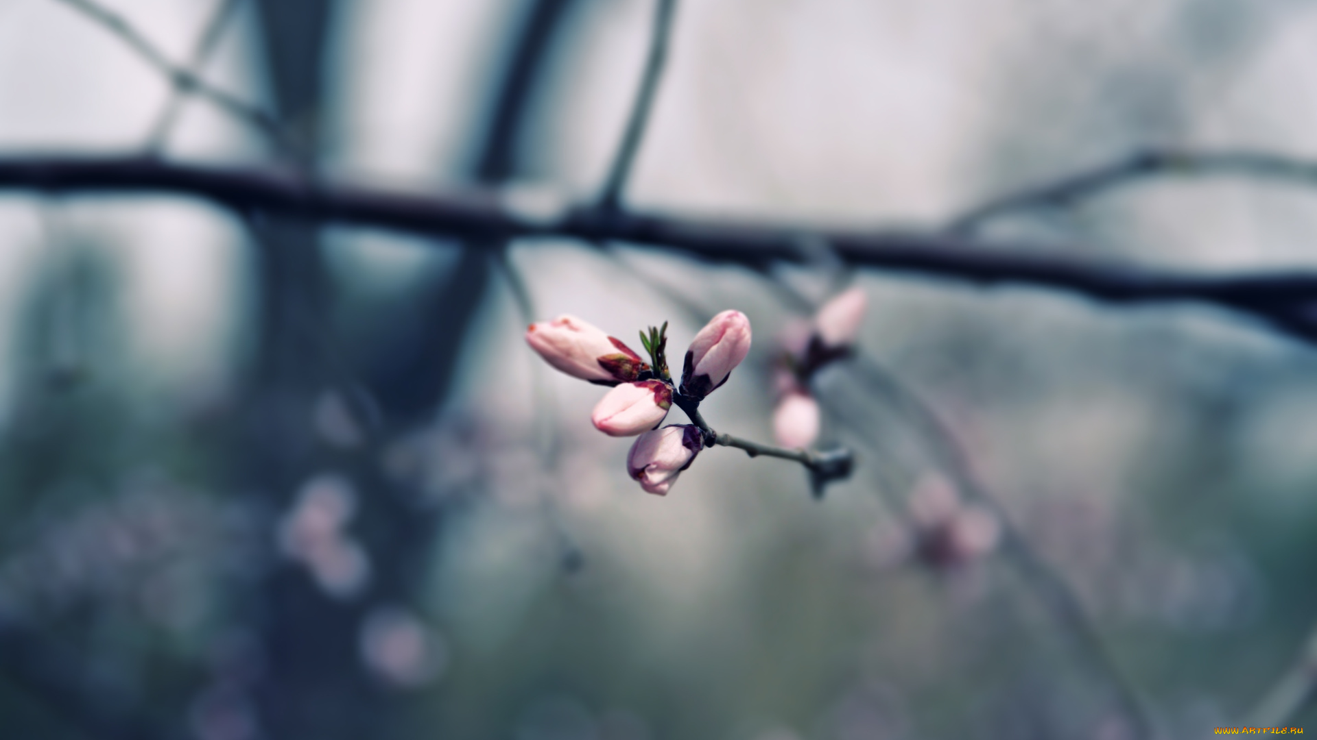 природа, макро, приглушённые, тона, ветки, весна