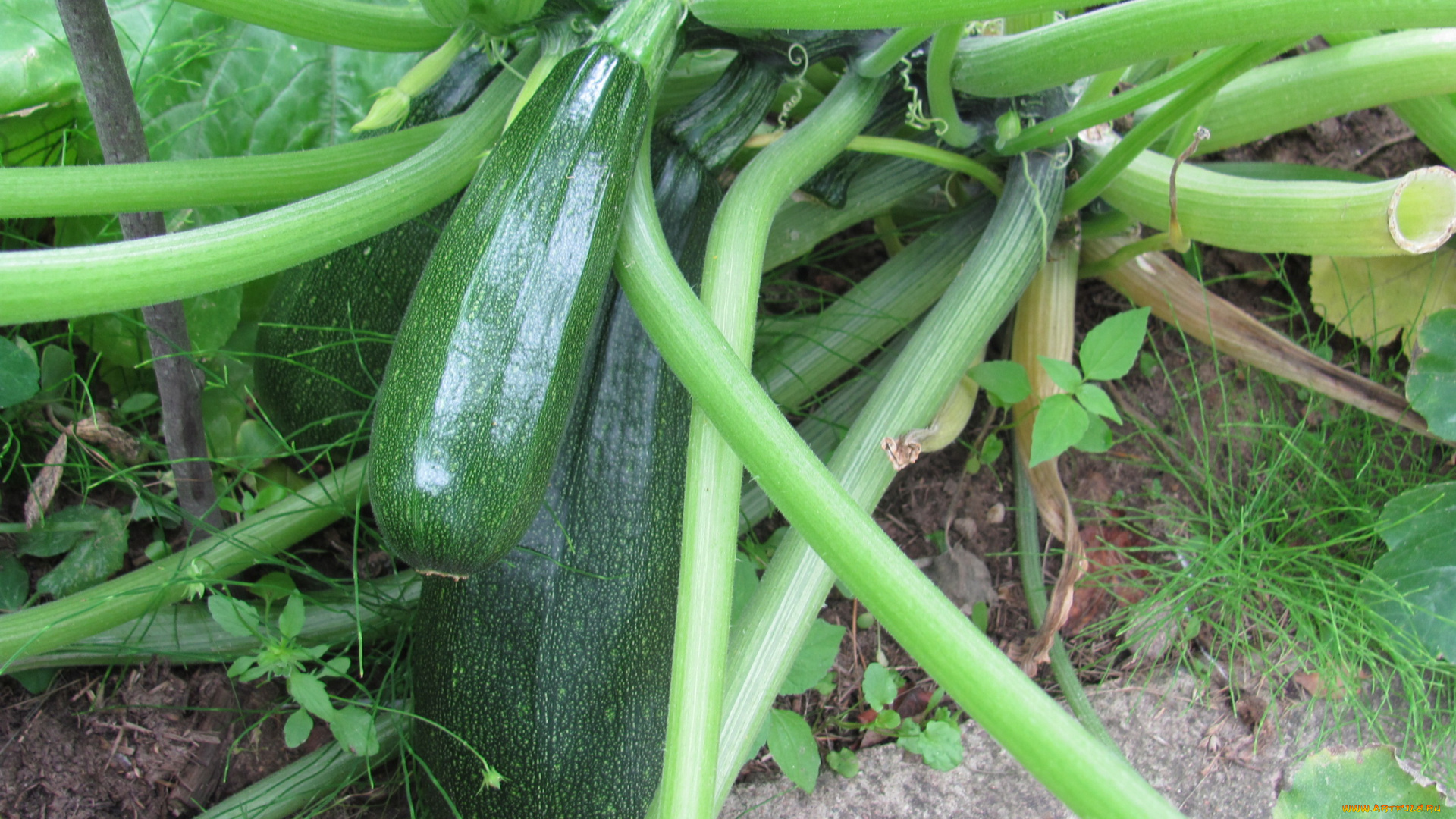 природа, плоды, цуккини