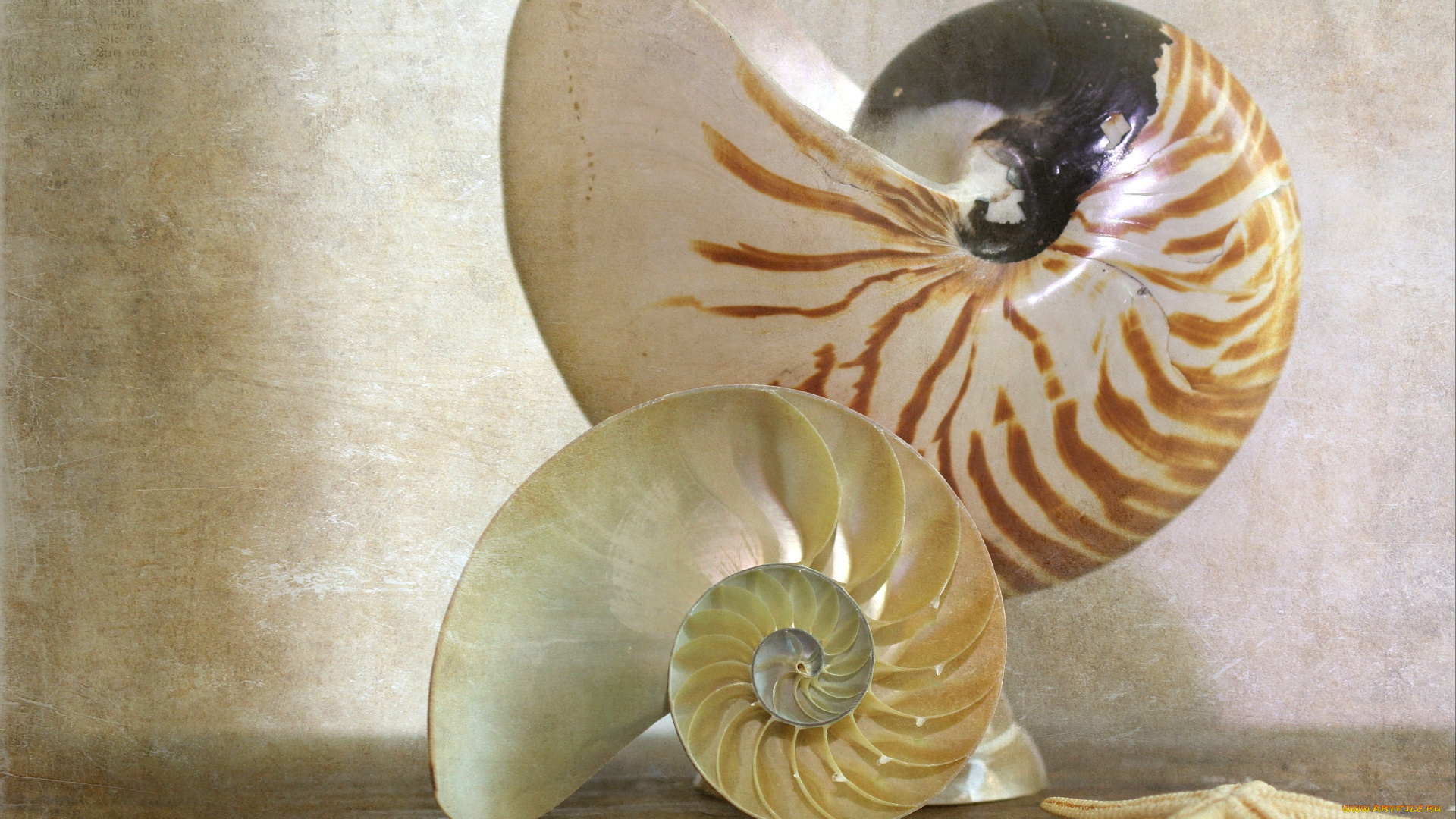разное, ракушки, кораллы, декоративные, spa, камни, спираль, звезда