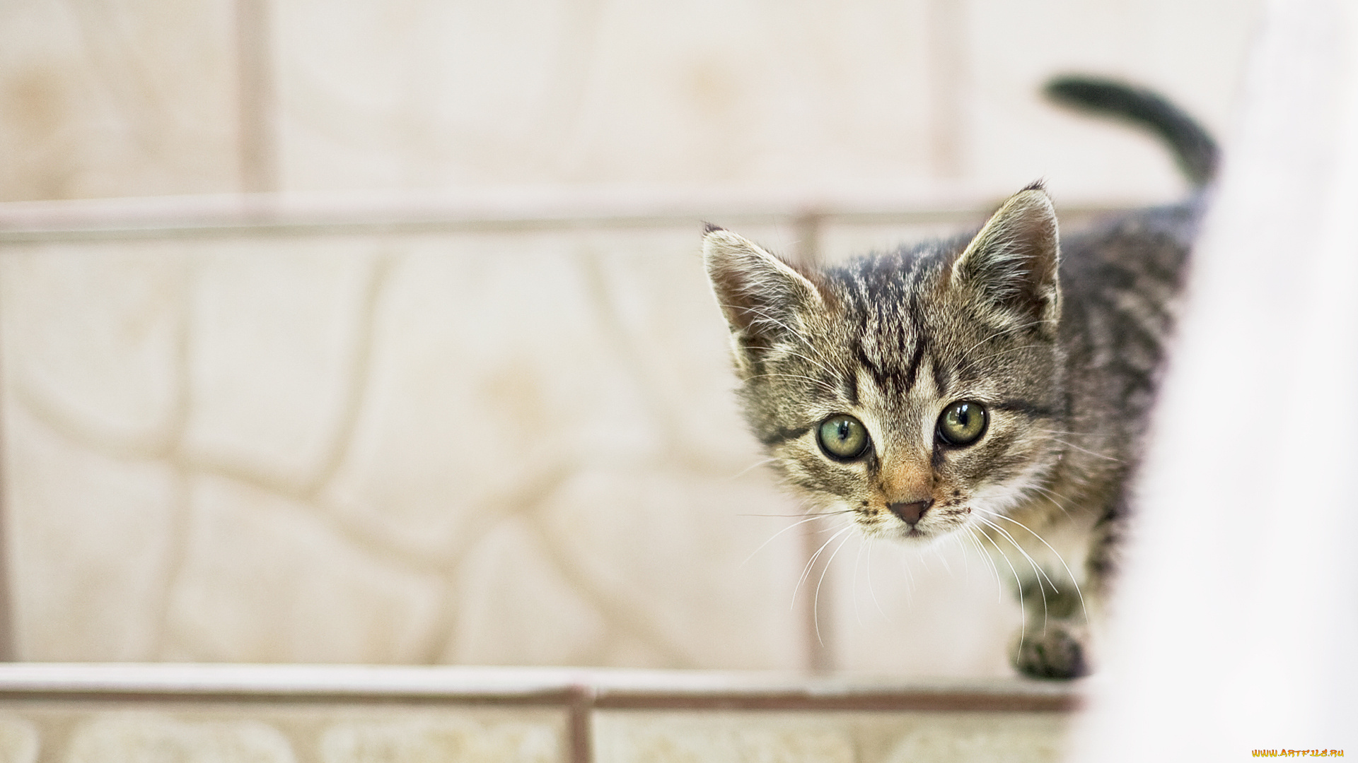 животные, коты, котёнок