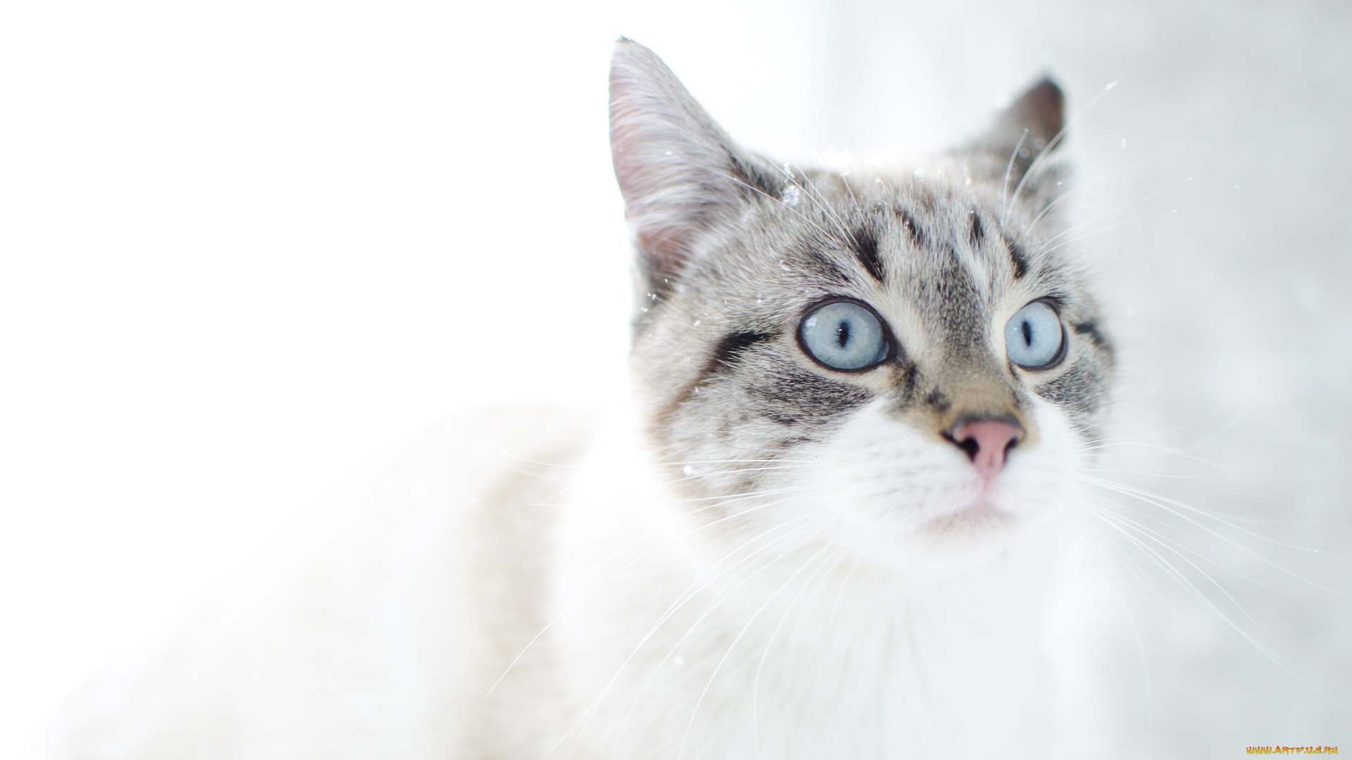 животные, коты, морда