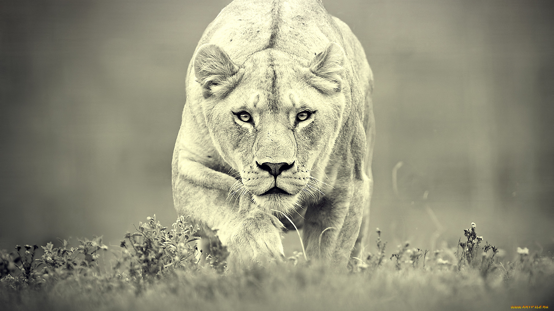 животные, львы, львица