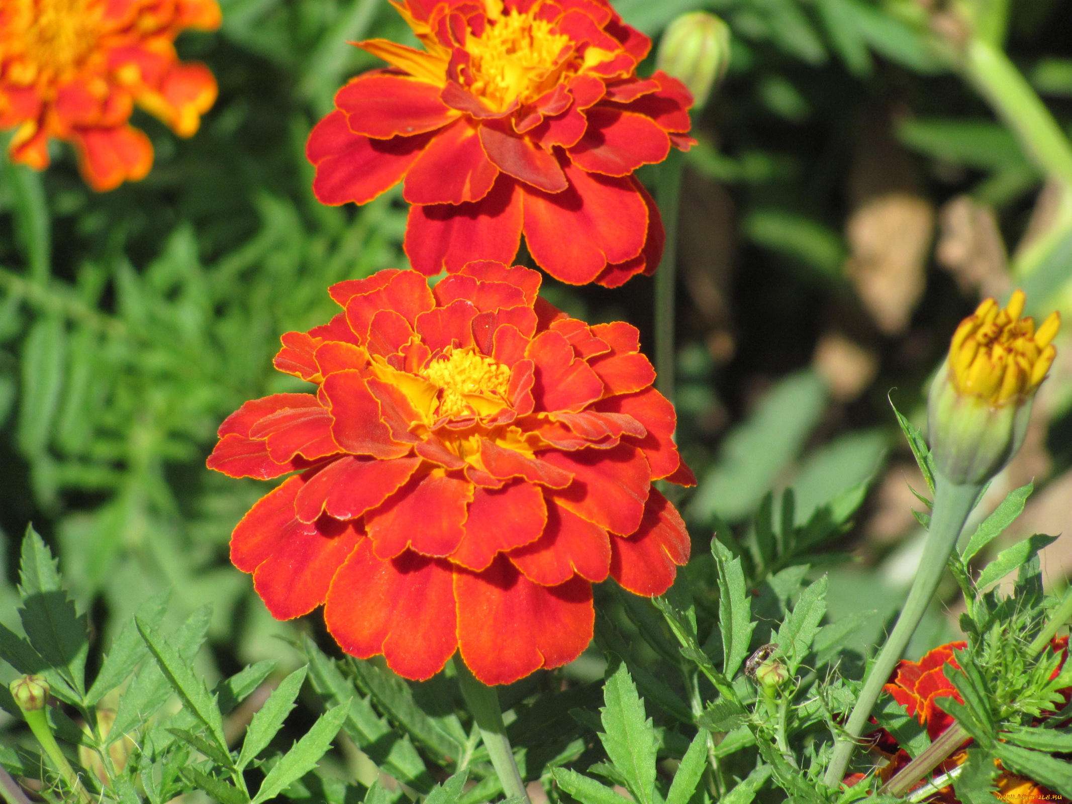 бархатцы, цветы, яркие