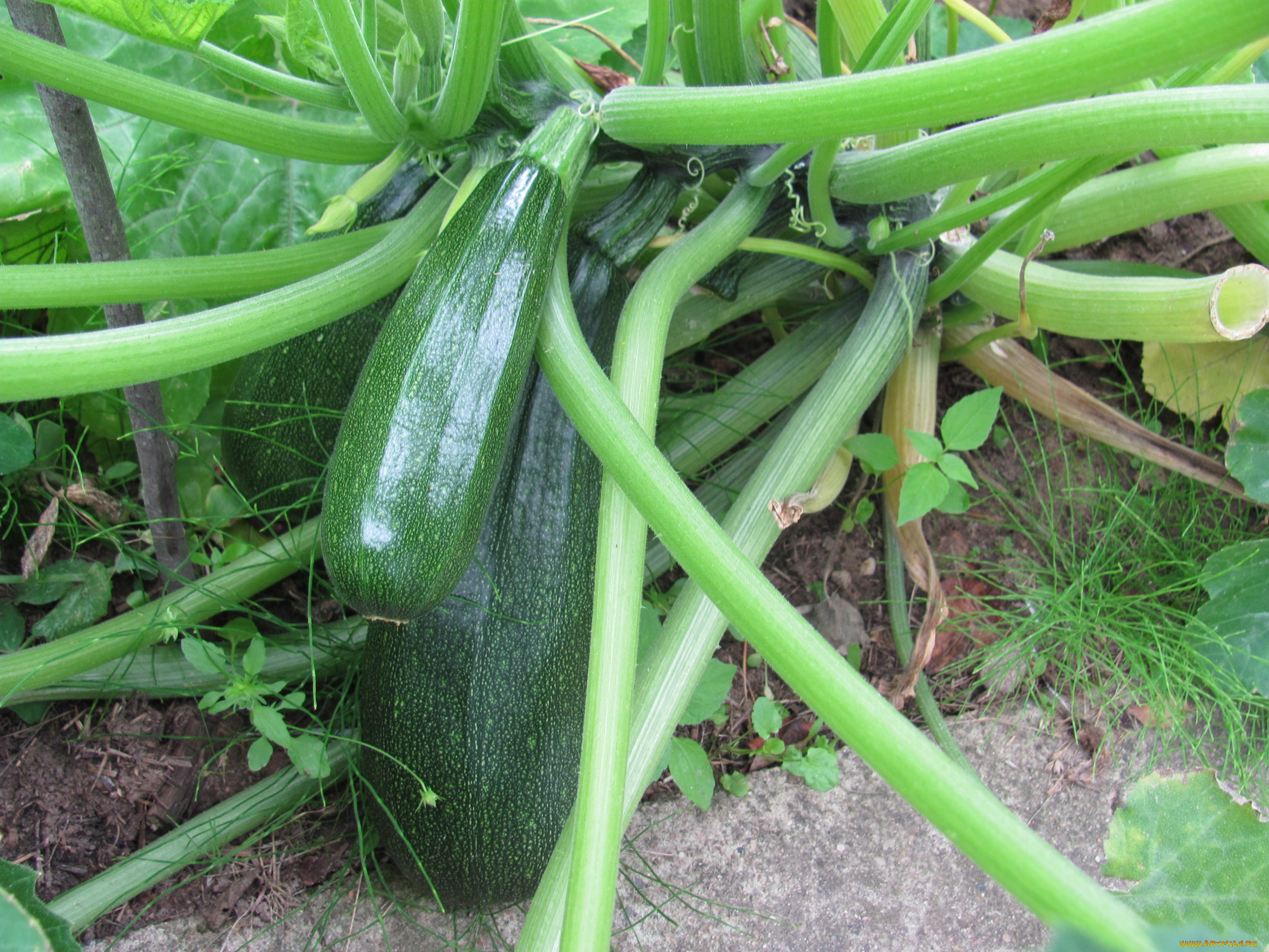 природа, плоды, цуккини