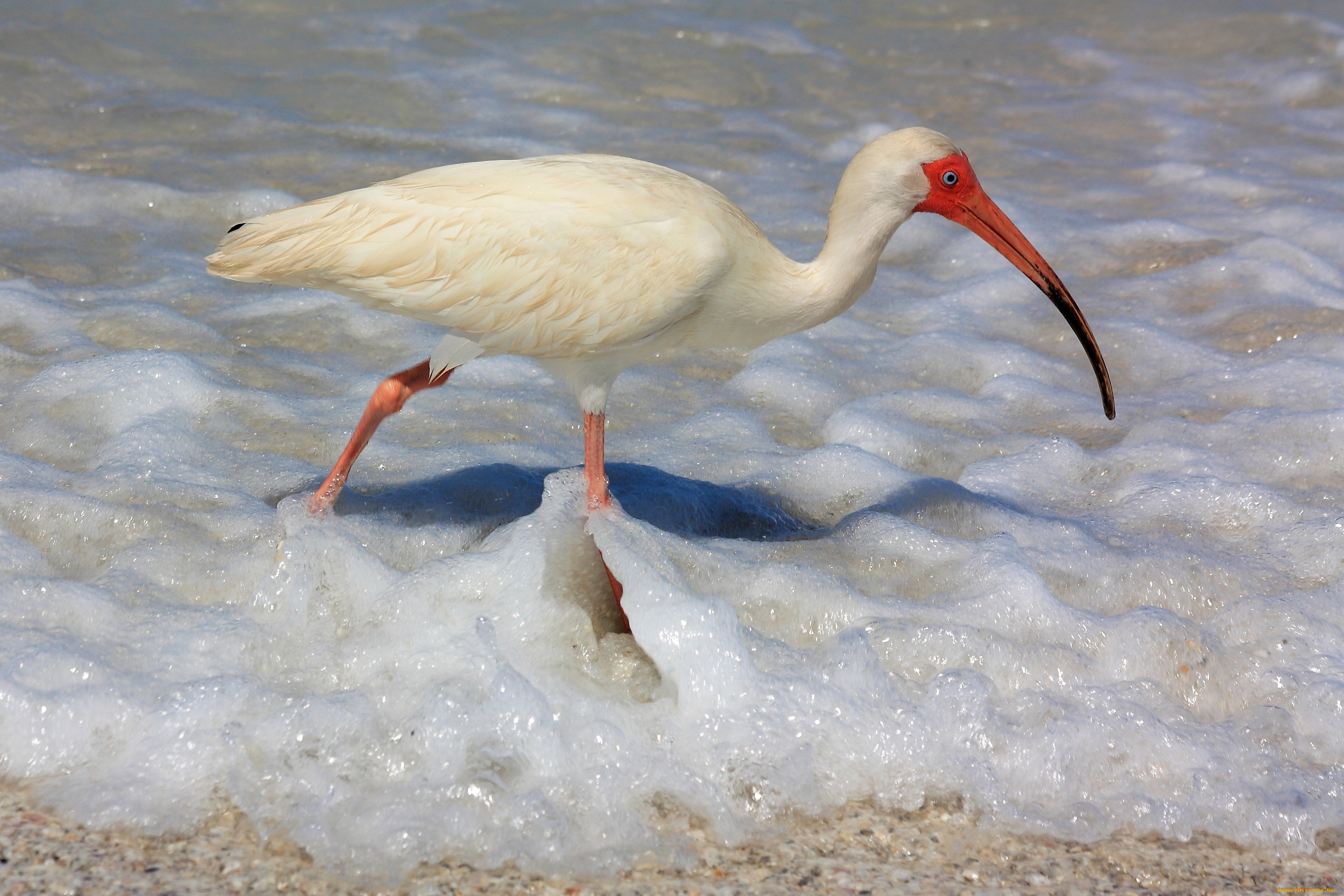 ибис, животные, ибисы, колпицы, вода, прибой, белый, клюв