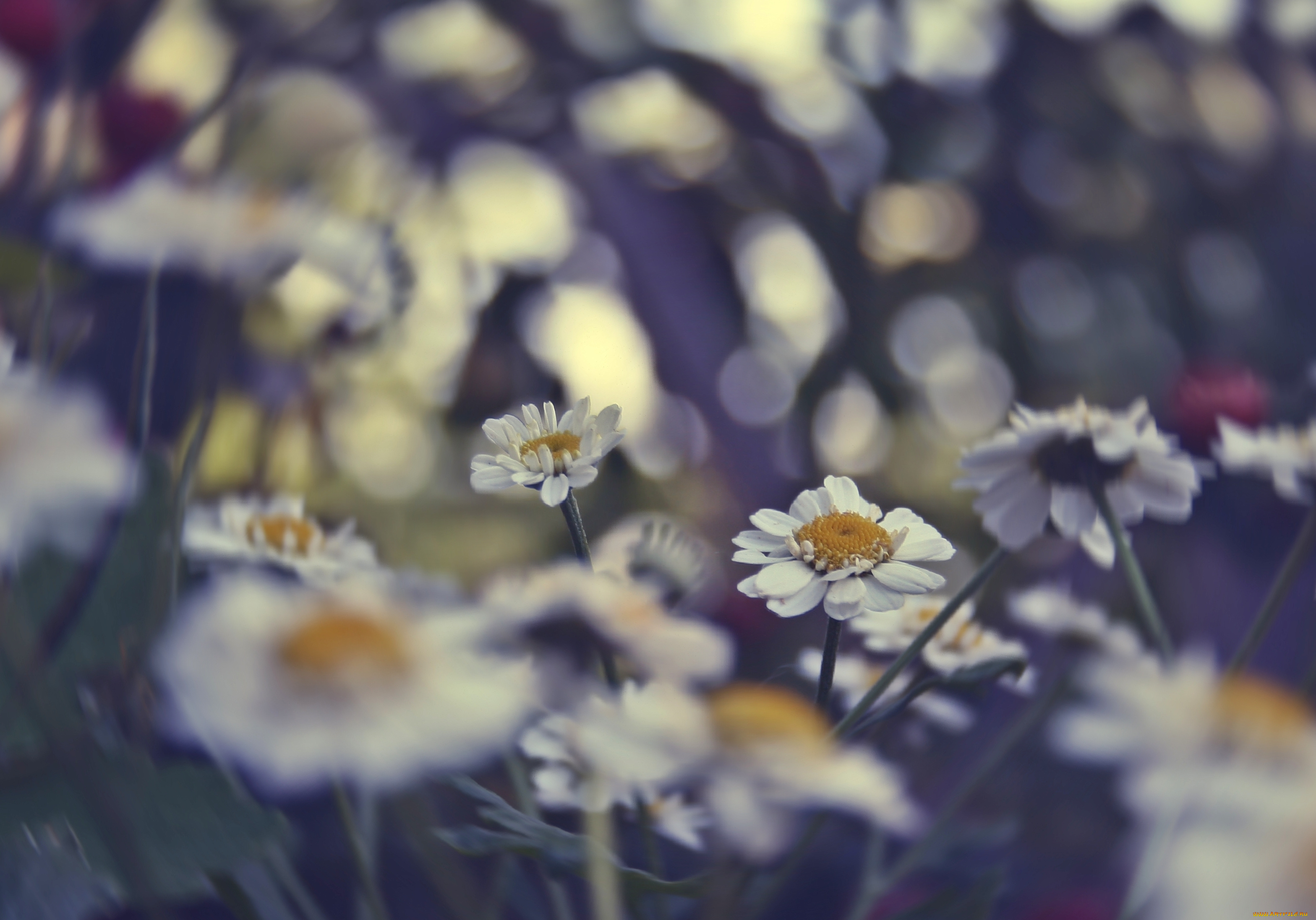 цветы, ромашки, цветное, лето