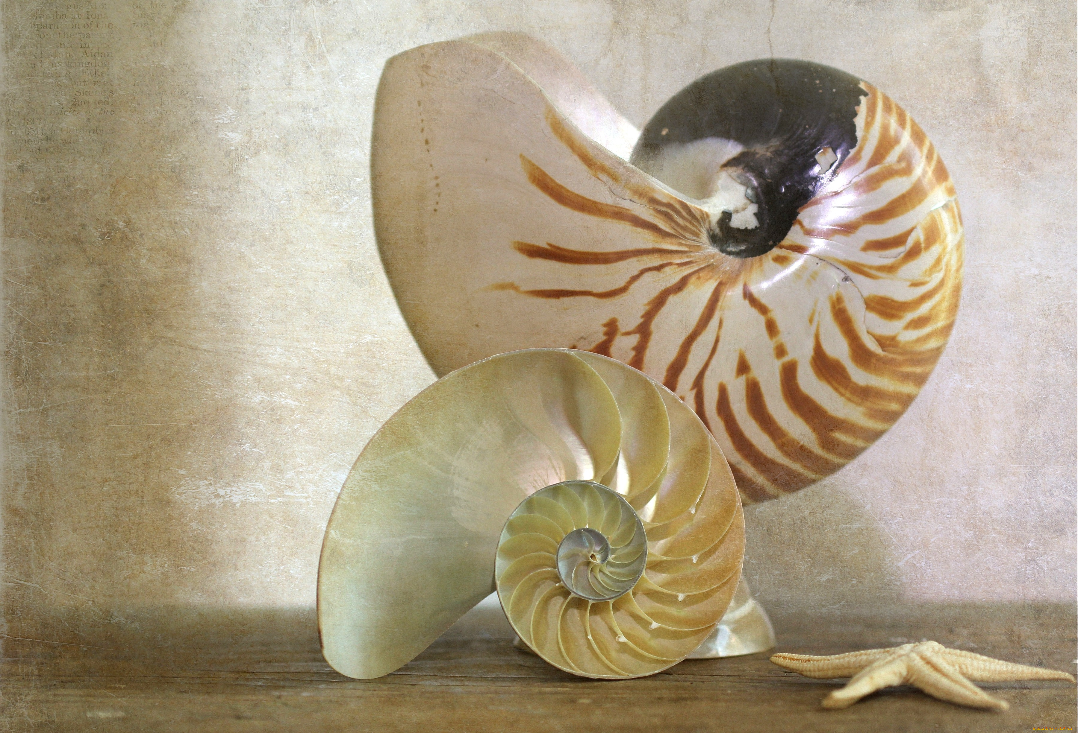 разное, ракушки, кораллы, декоративные, spa, камни, спираль, звезда