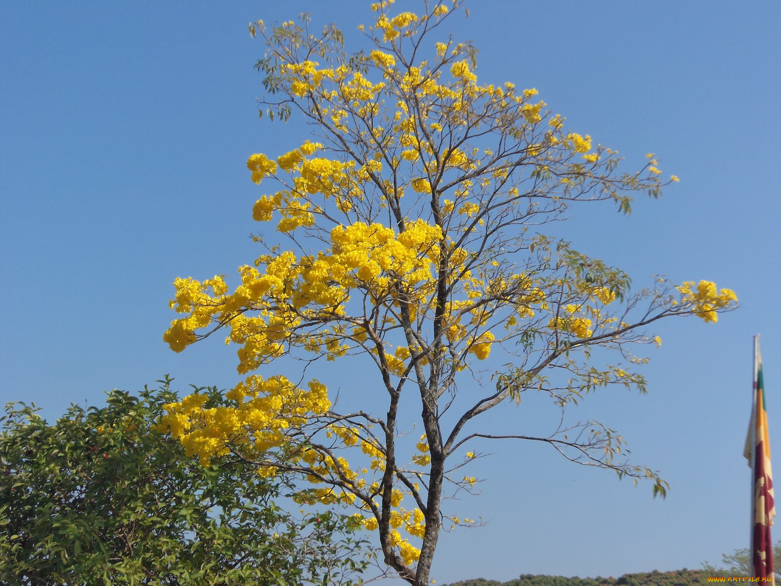 природа, деревья, дерево