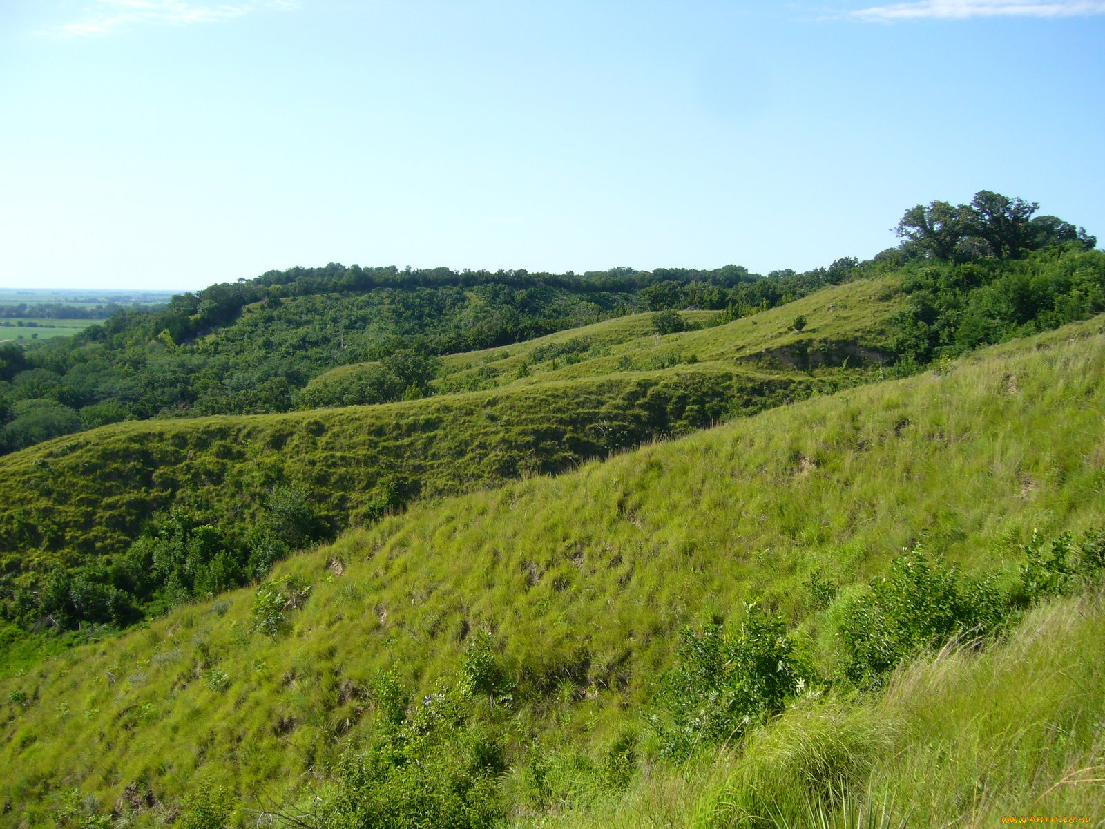 природа, луга, трава