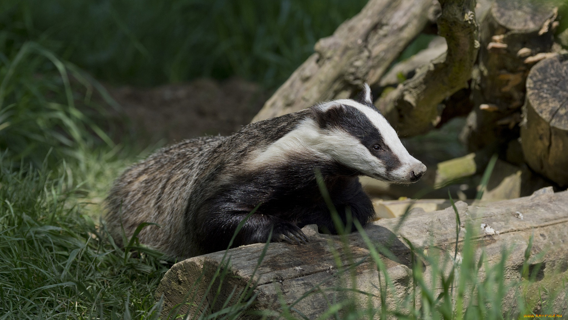 животные, барсуки, барсук