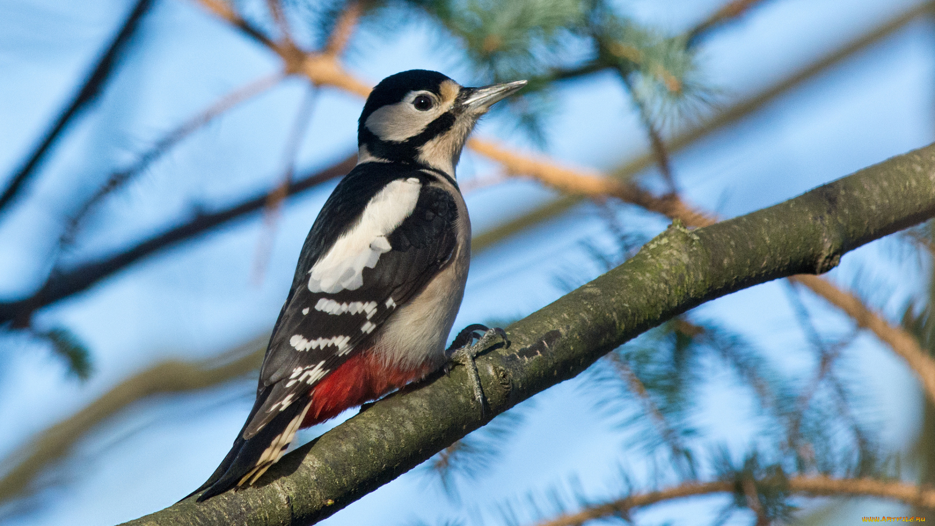 животные, дятлы, дятел