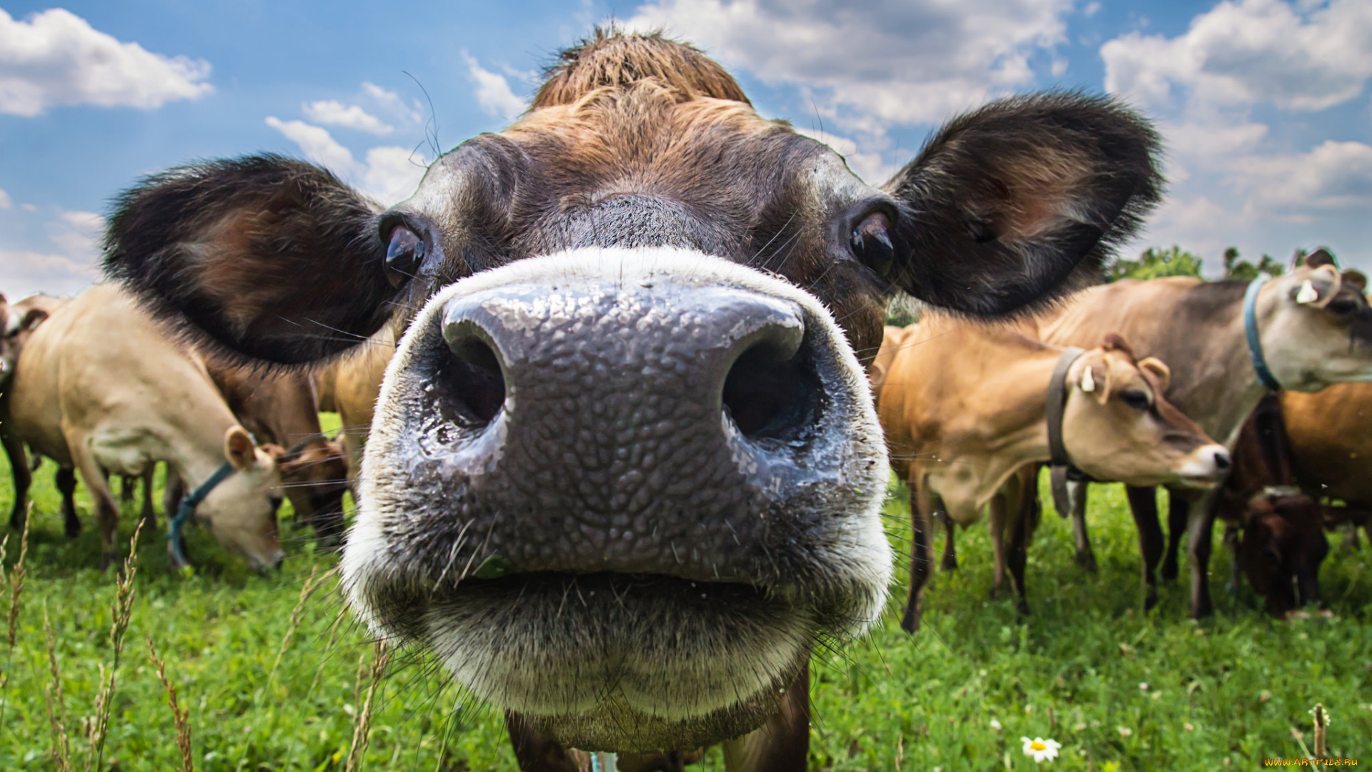 животные, коровы, , буйволы, корова