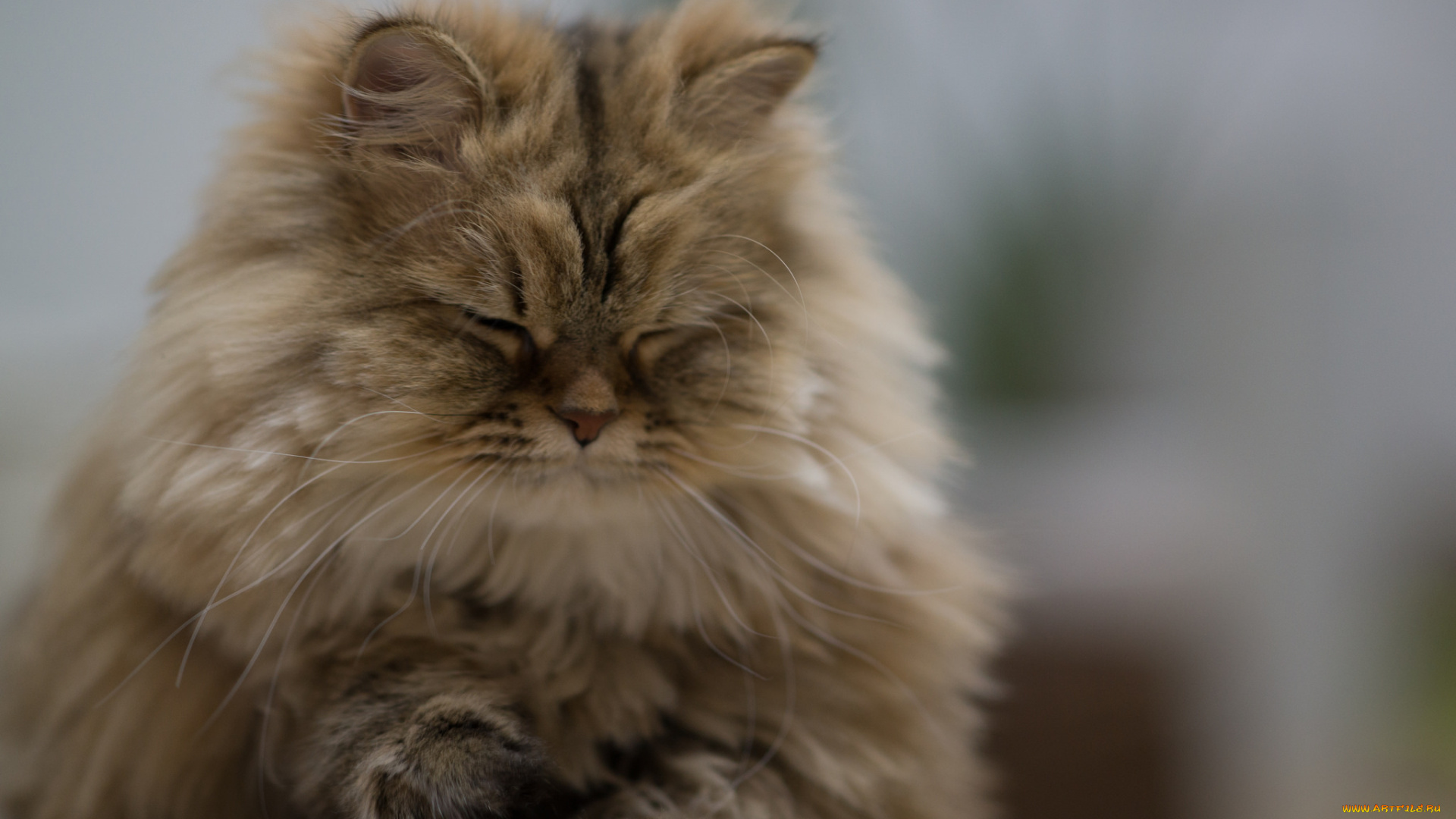 животные, коты, дримает, пушистый, киса, коте