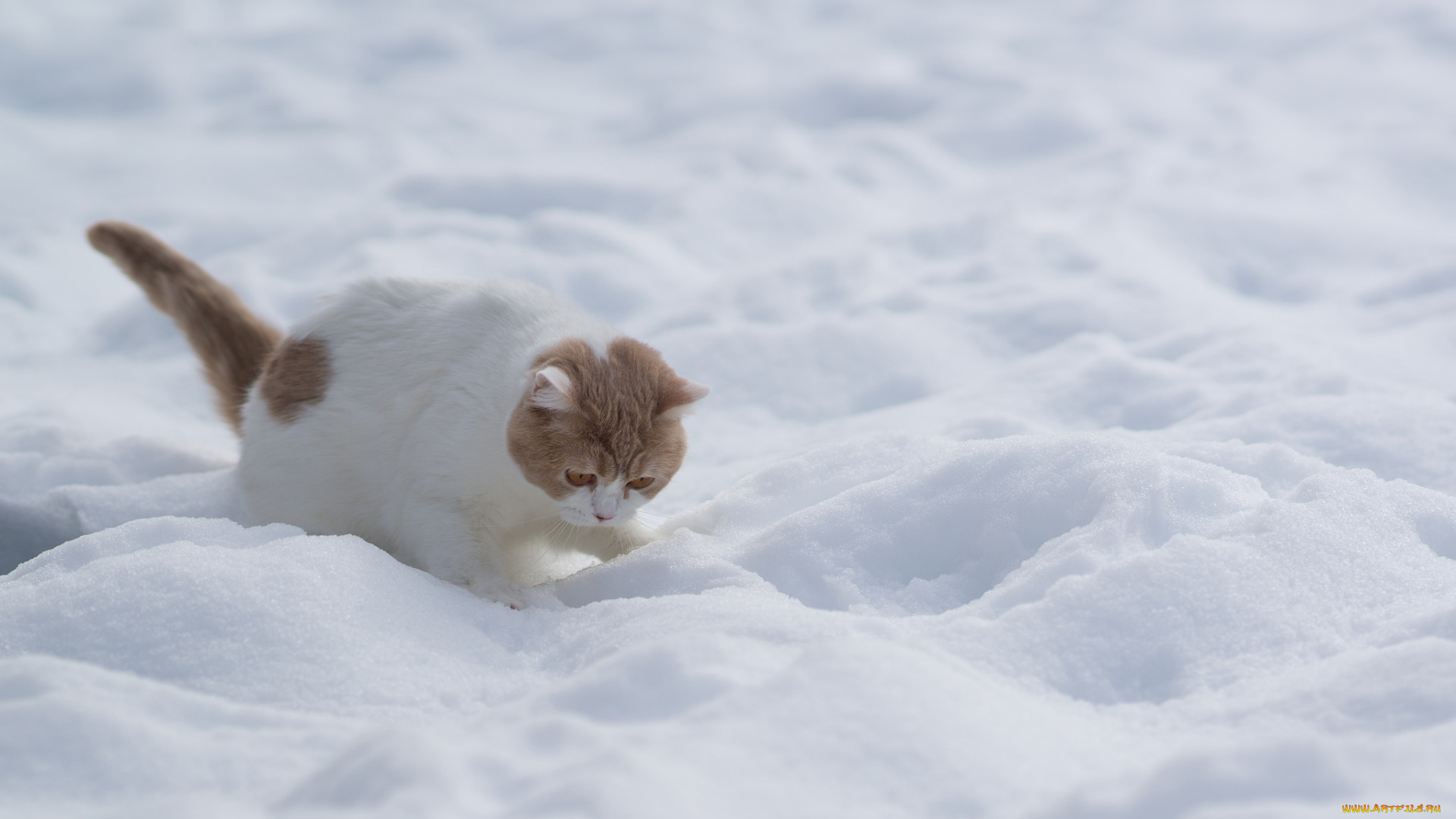 животные, коты, кот, снег, зима