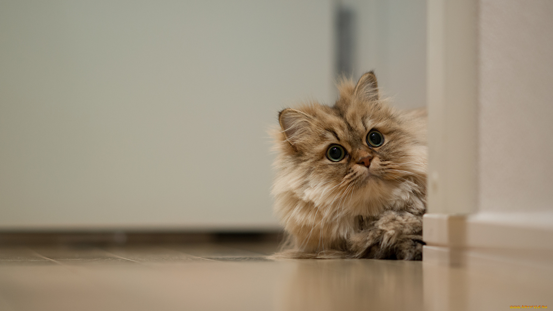 животные, коты, пушистый, коте, киса, выглядывает