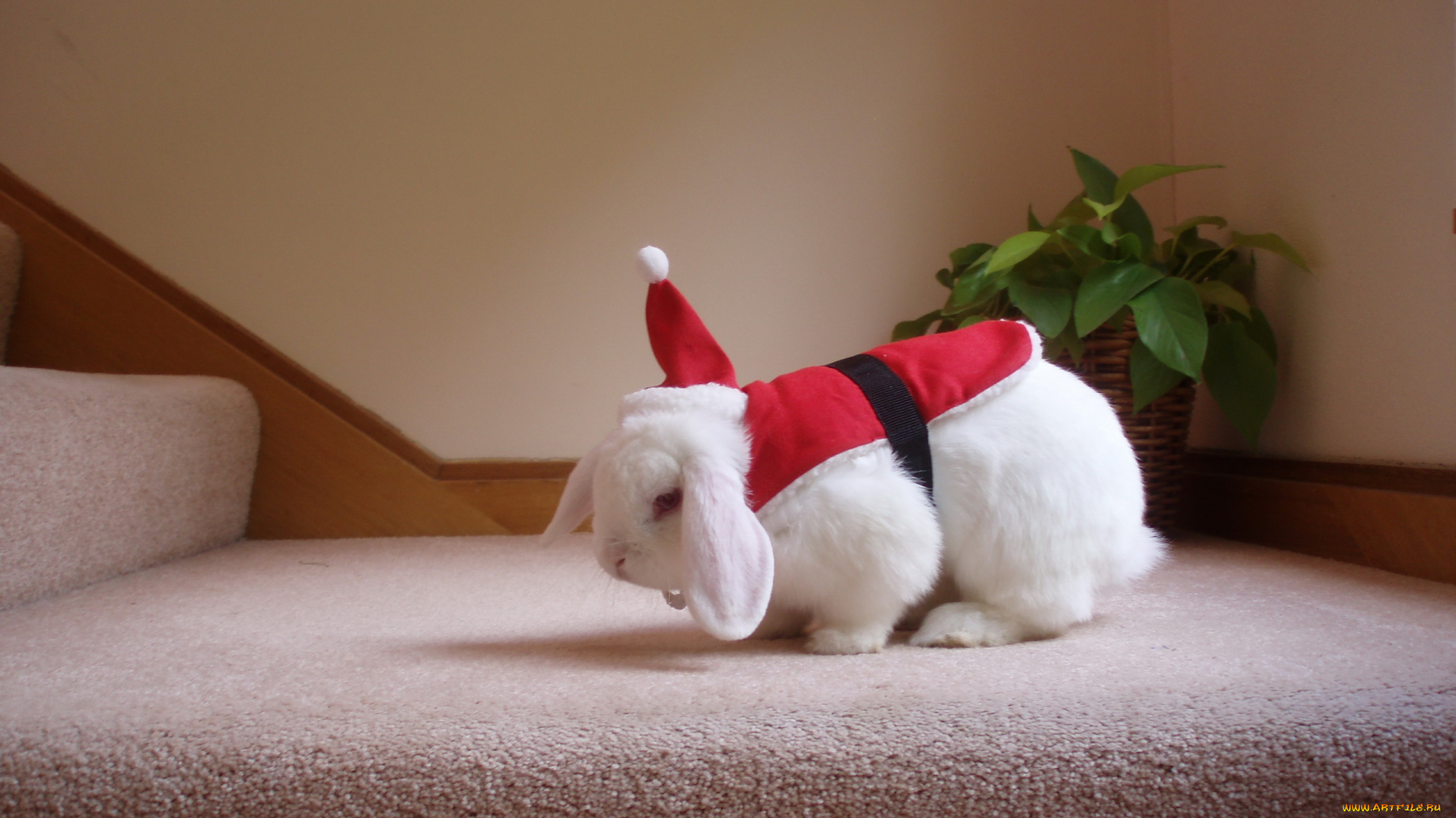 животные, кролики, , зайцы, фон, праздник, santa, bunny