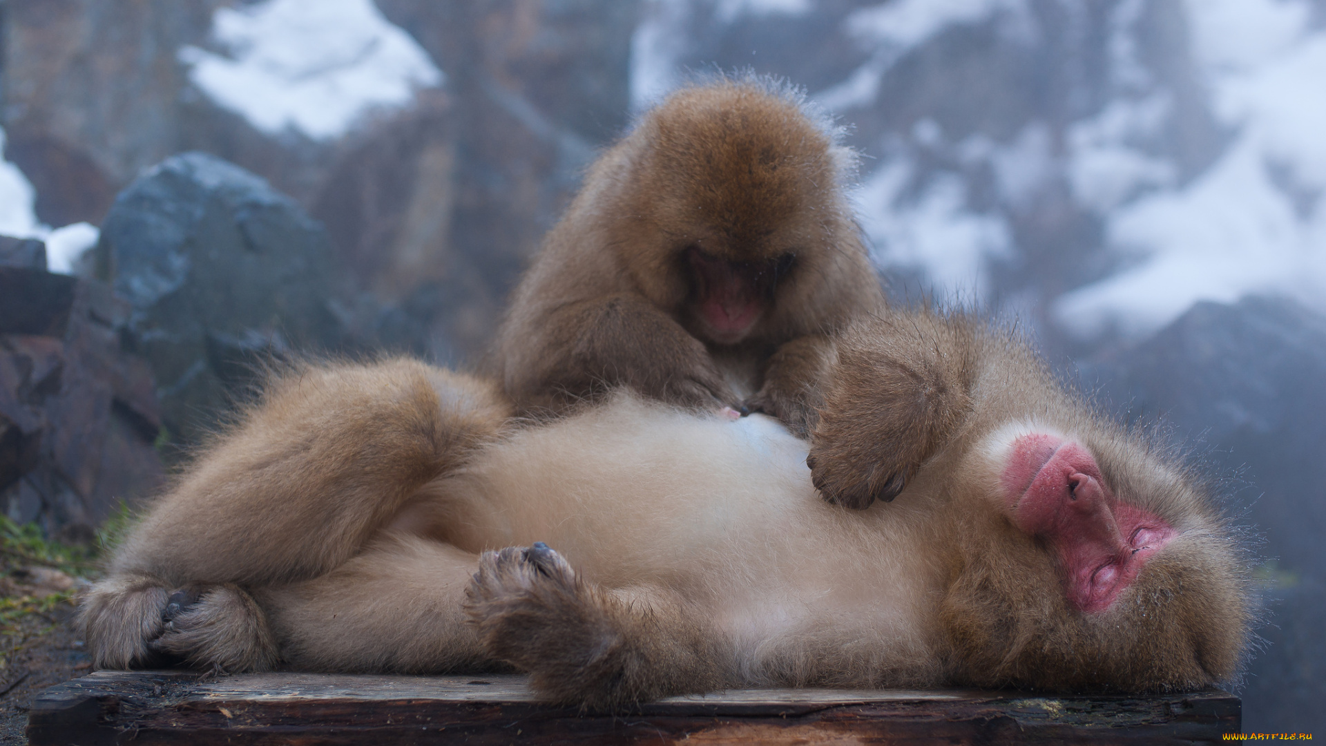 животные, обезьяны, пушистые, пара