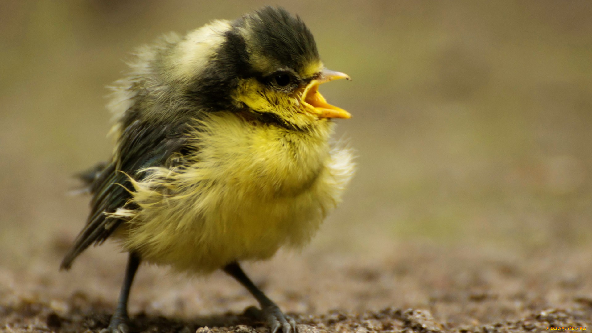 животные, птицы, фон, птица, природа