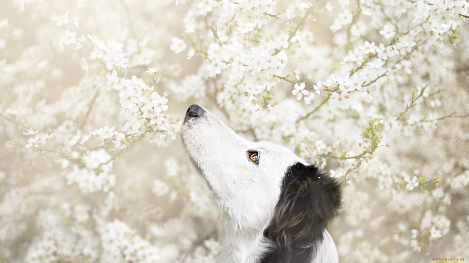 животные, собаки, цветы, дерево, весна, цветение, друг, взгляд, собака, белые