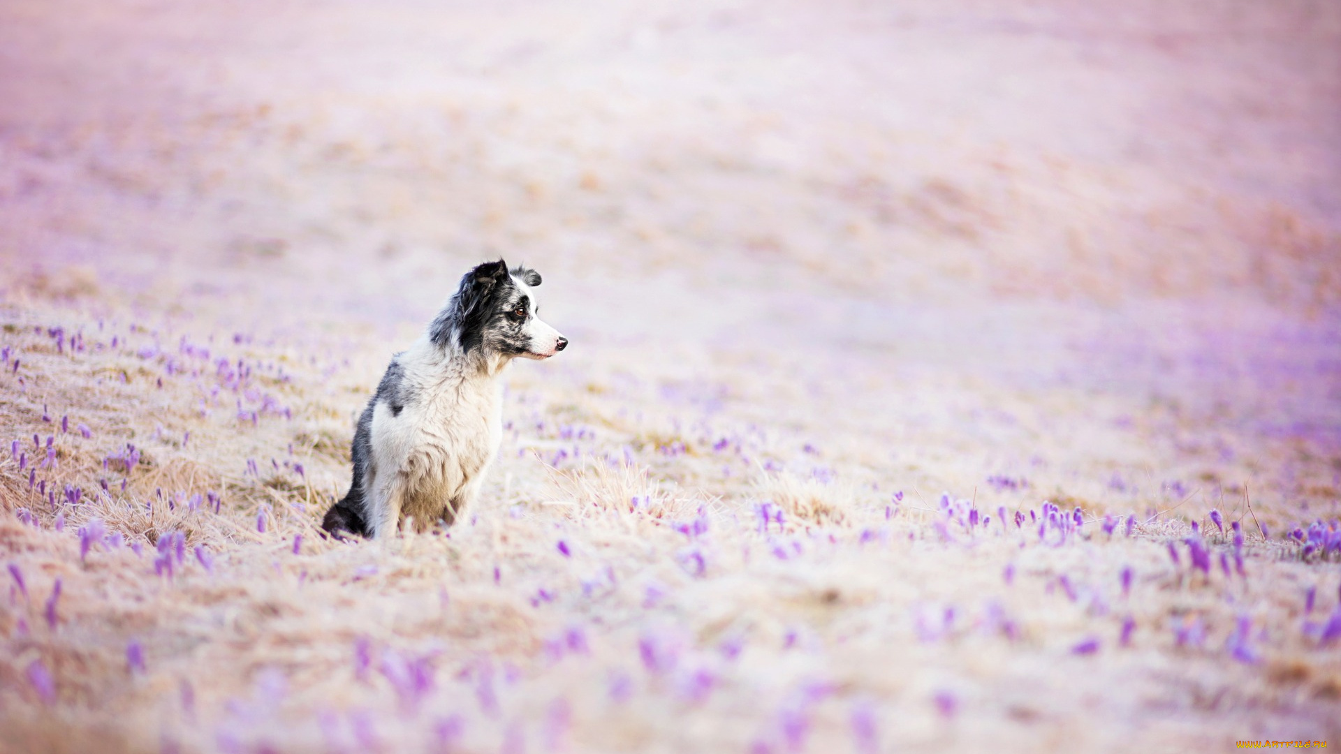 животные, собаки, цветы, собака, луг, поле, друг, взгляд