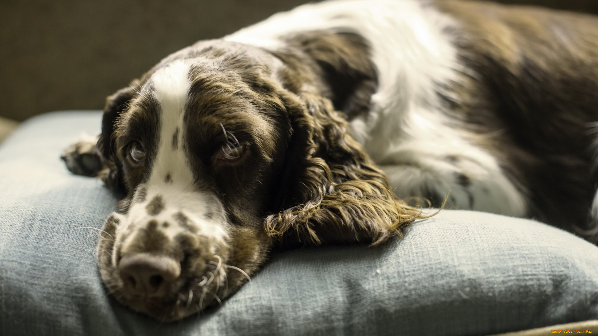 животные, собаки, друг, взгляд, собака