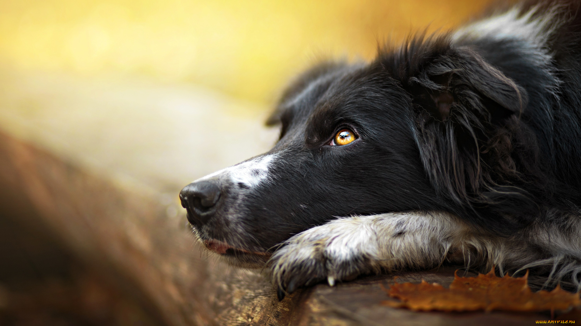 животные, собаки, друг, взгляд, собака