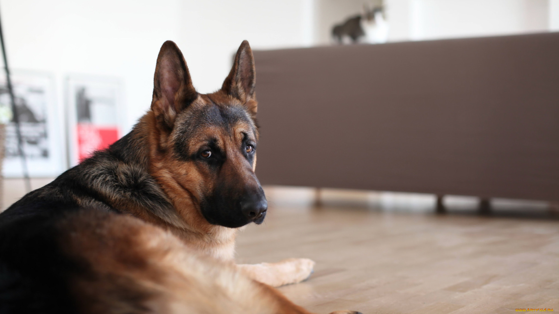 животные, собаки, друг, взгляд, собака