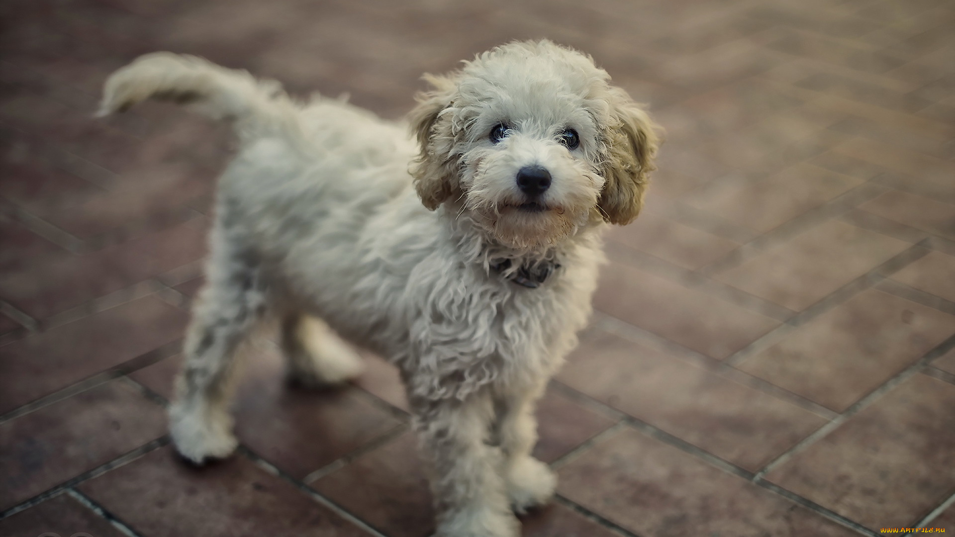 животные, собаки, друг, взгляд, собака