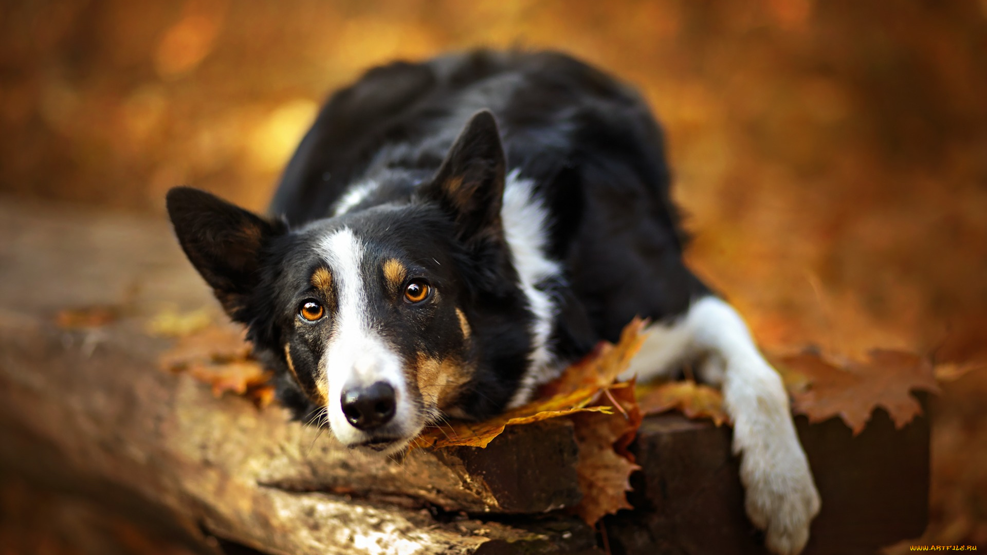 животные, собаки, осень, лес, собака, взгляд, лежит