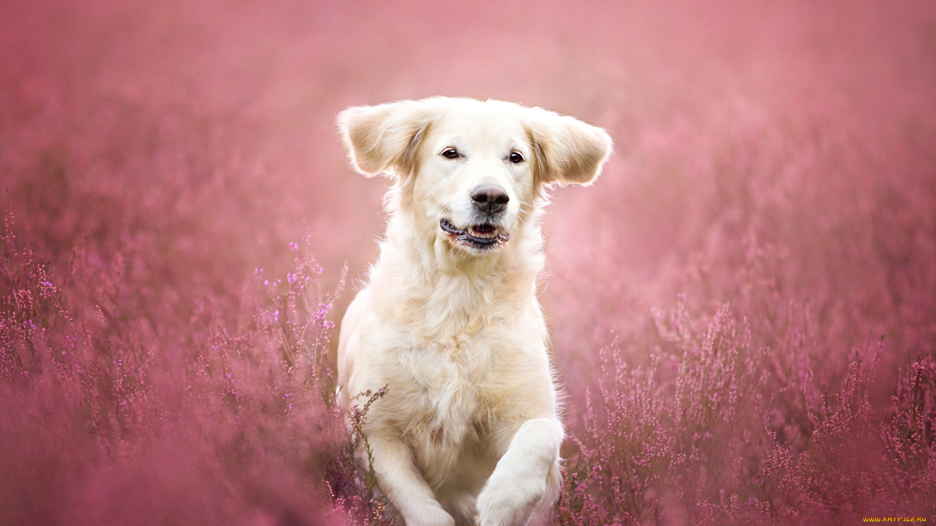 животные, собаки, розовые, цветы, луг, друг, взгляд, собака