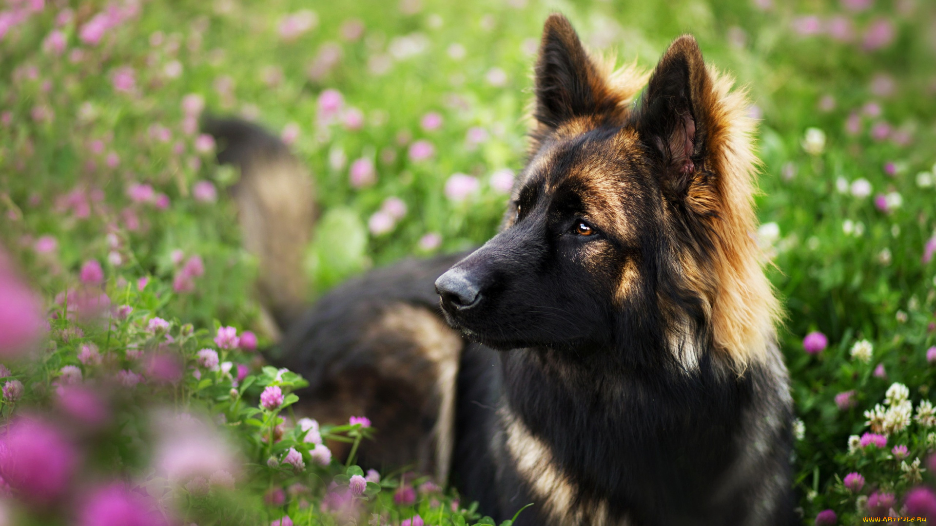 животные, собаки, собака, луг, цветы, взгляд, трава, природа