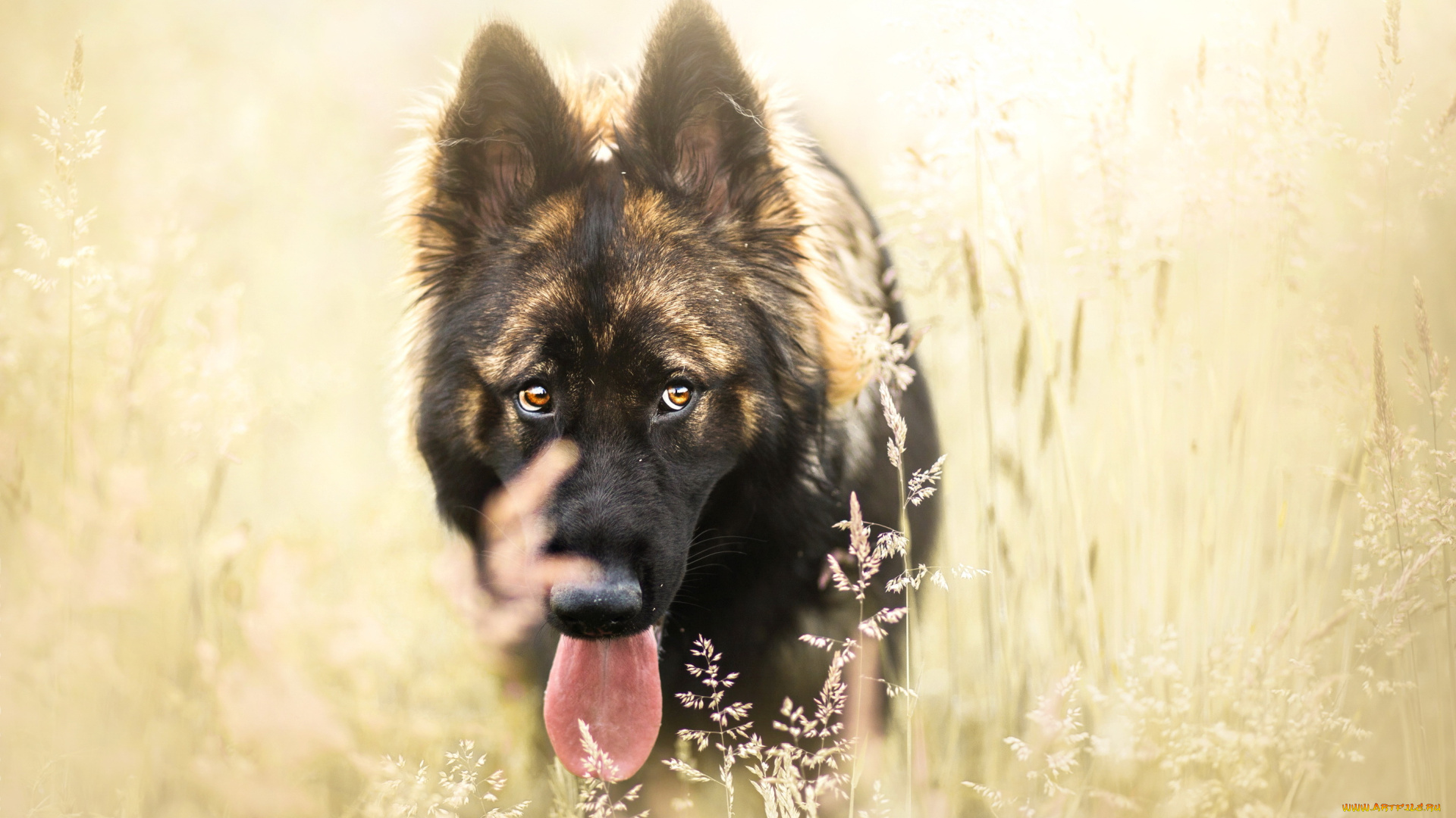 животные, собаки, трава, собака, поле, язык, друг, взгляд