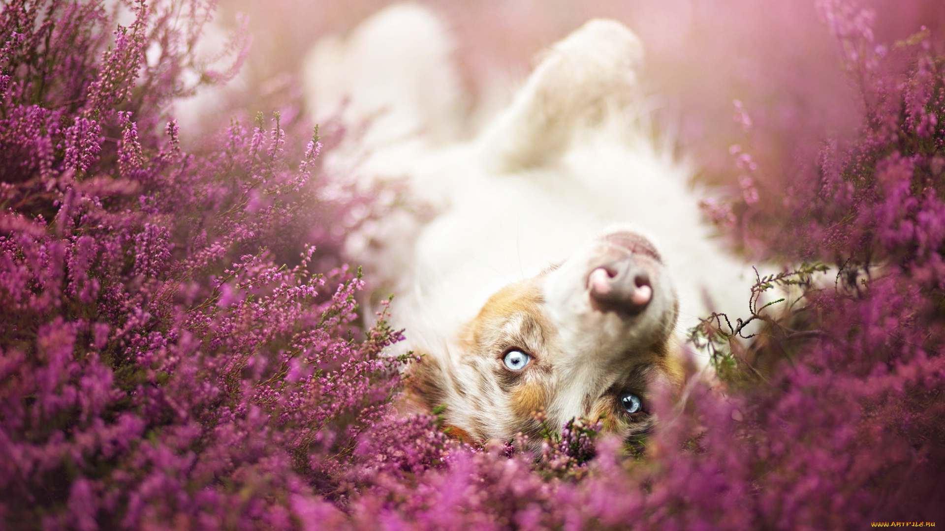 животные, собаки, взгляд, цветы, луг, собака