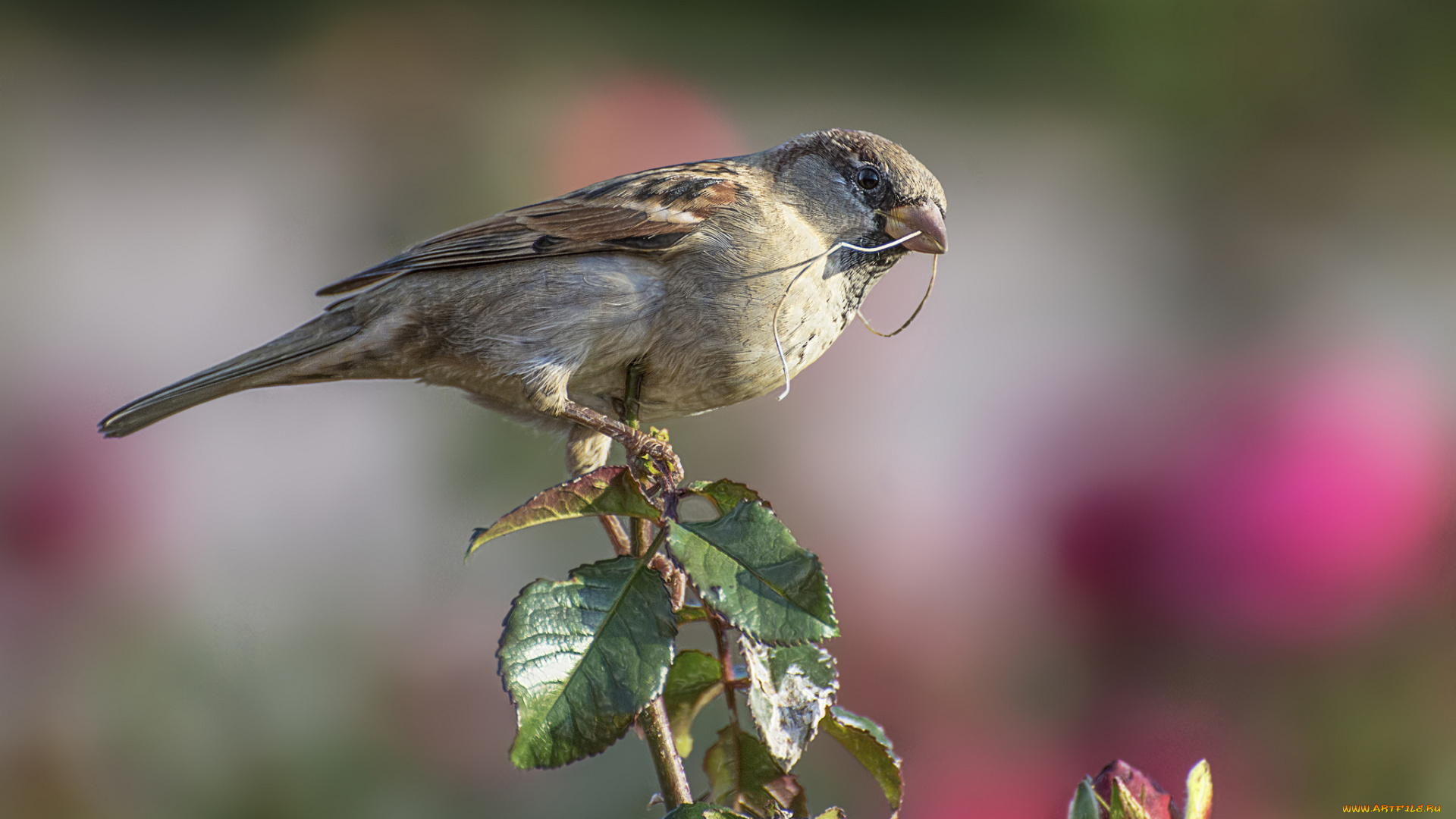 животные, воробьи, воробей