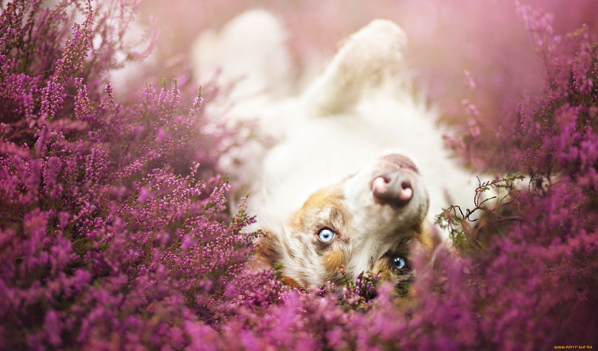 животные, собаки, взгляд, цветы, луг, собака